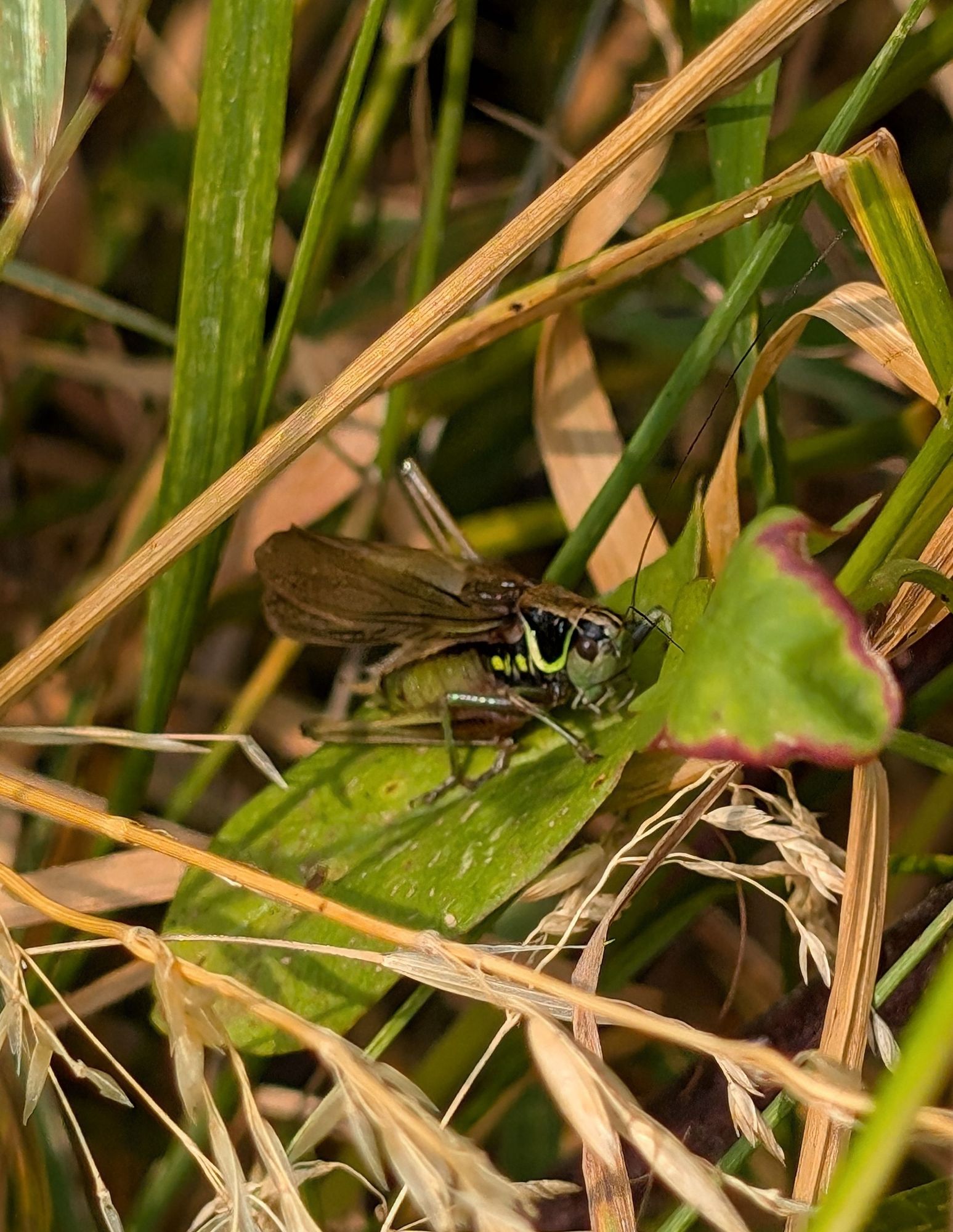 Winged Roesel's Bush Cricket