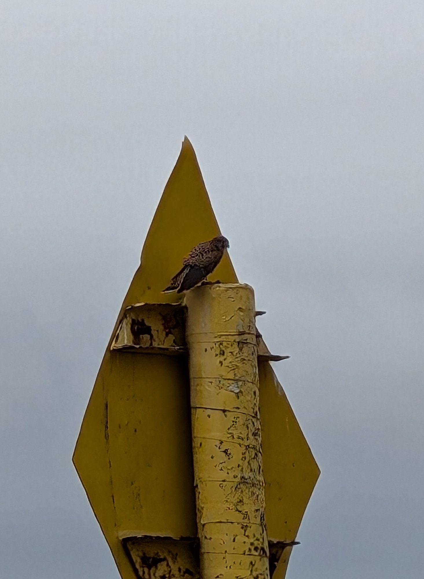 Kestrel on a yellow signpost