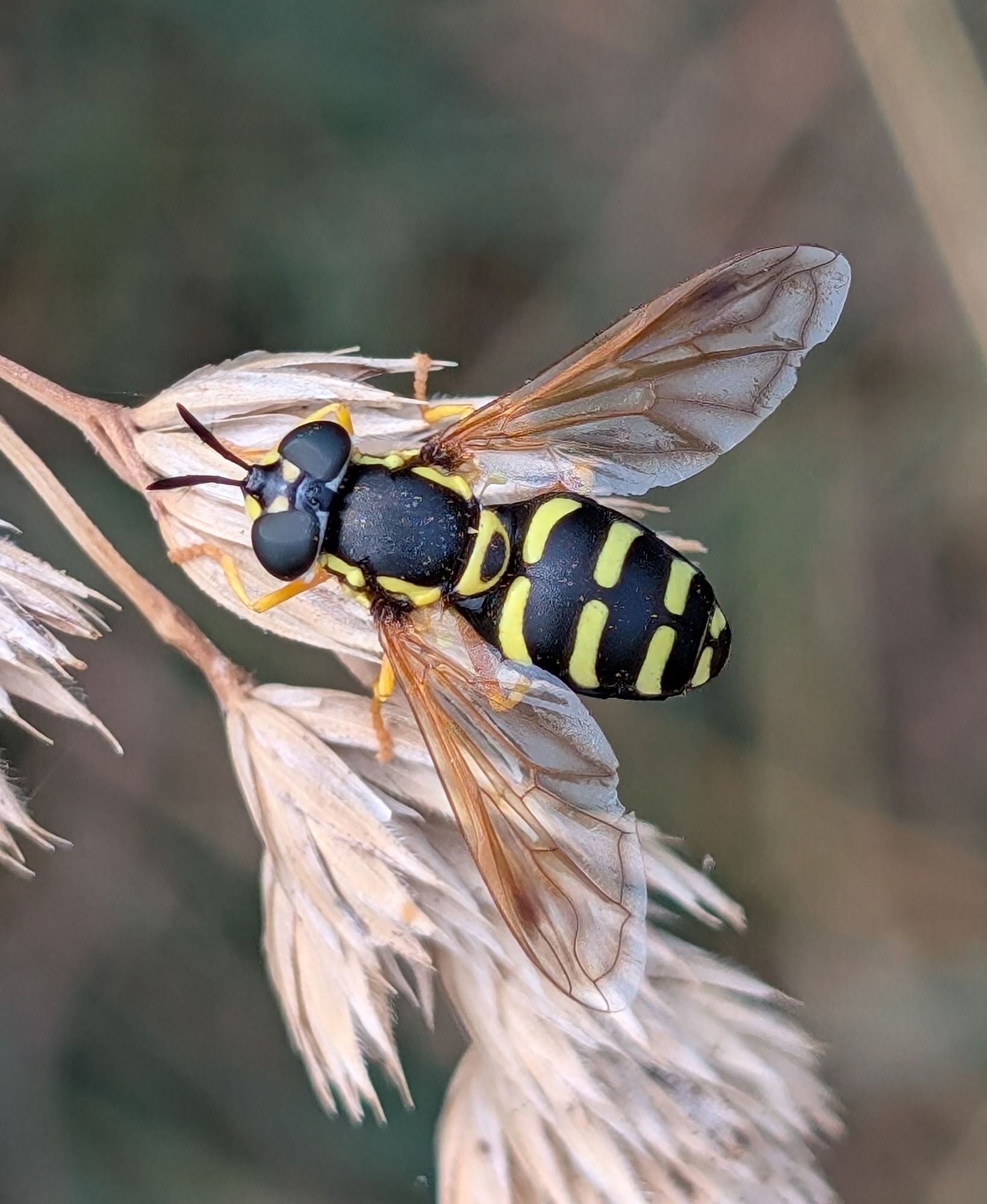 Chrysotoxum festivum (Hoverfly)