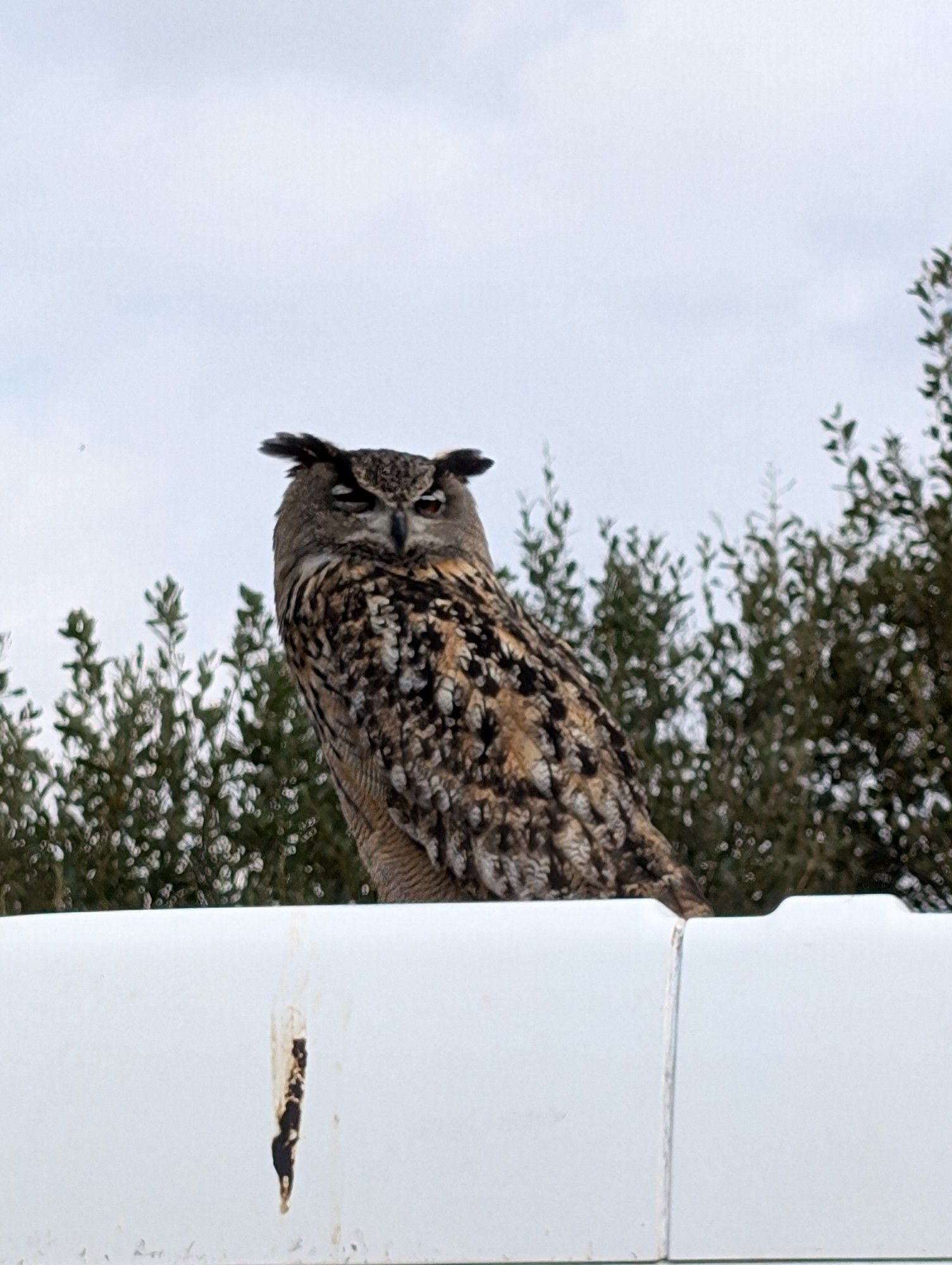 Eagle Owl sat on top of a white van