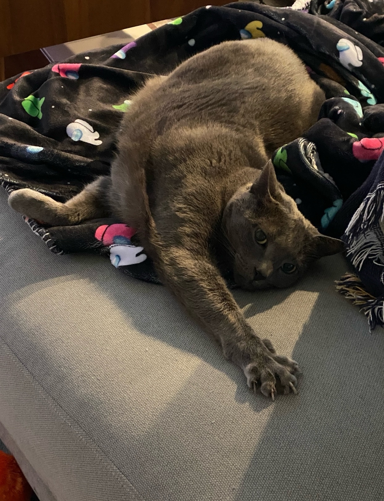 a photo of ginji, a grey cat, laying on an among us blanket laying in a position that makes him look like a banana