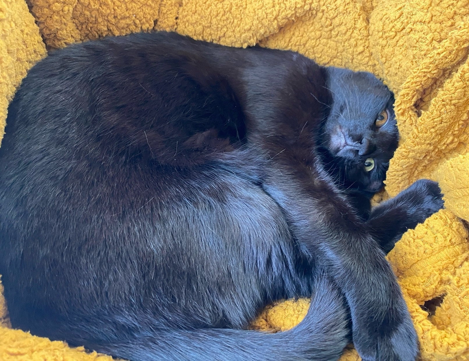 a photo of morita, a black cat, laying on a yellow blanket in the shape of an orb as she stares directly into the camera