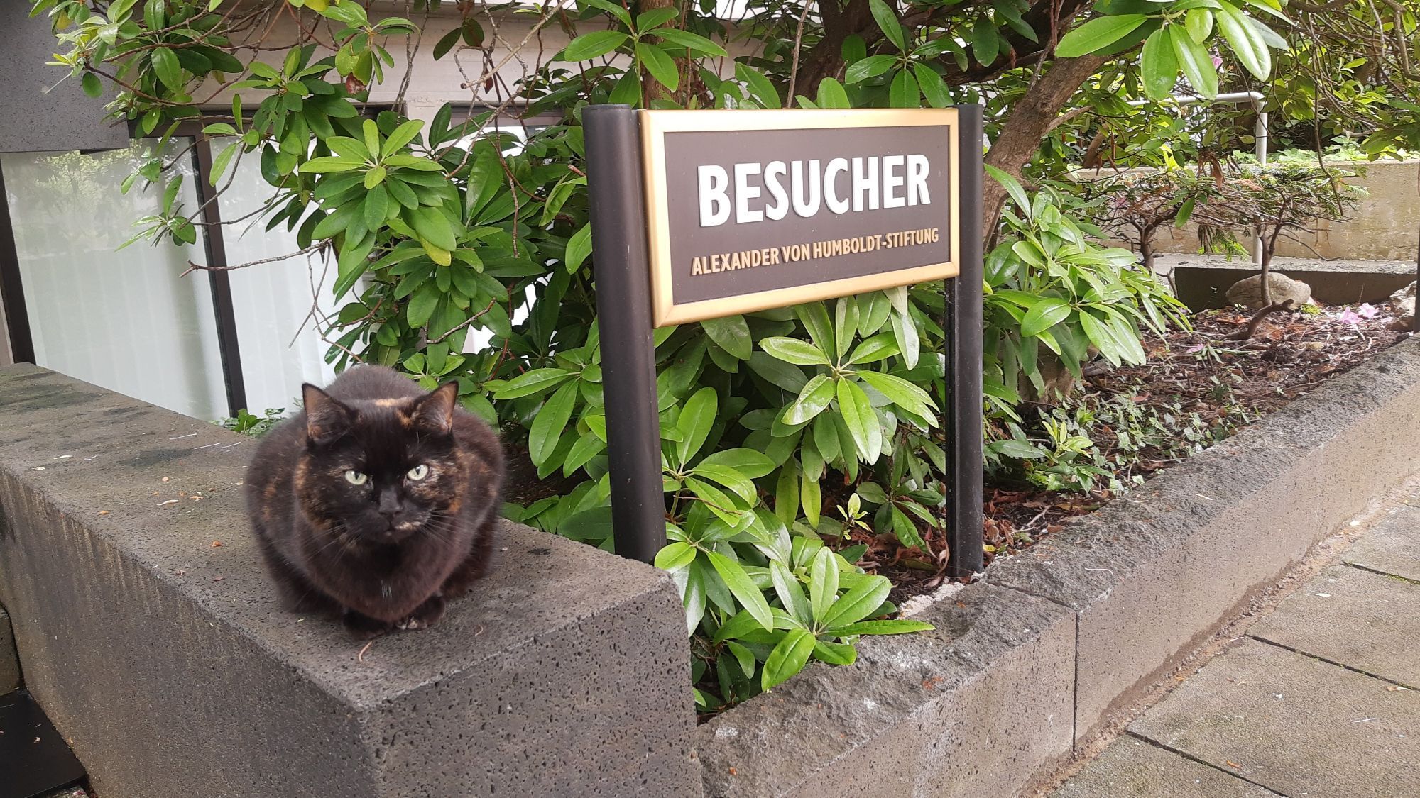 A cat sitting on a stone wall. Next to it there is a sign reading "Besucher. Alexander von Humboldt-Stiftung".