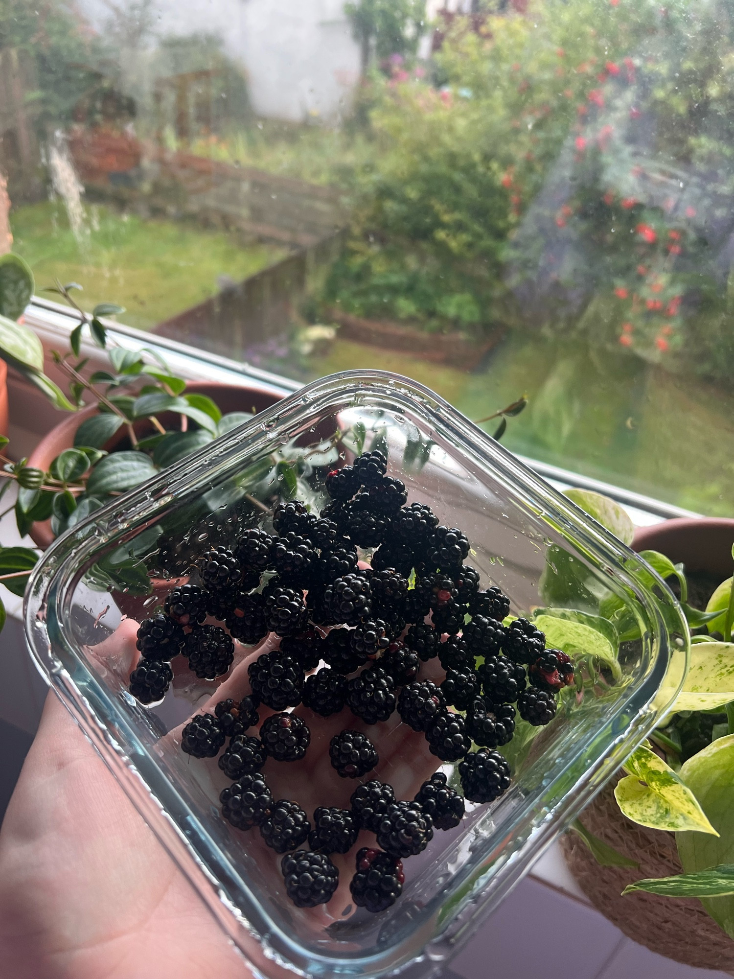 fresh picked blackberries in a glass container being held next to 2 houseplants at the windowsill 