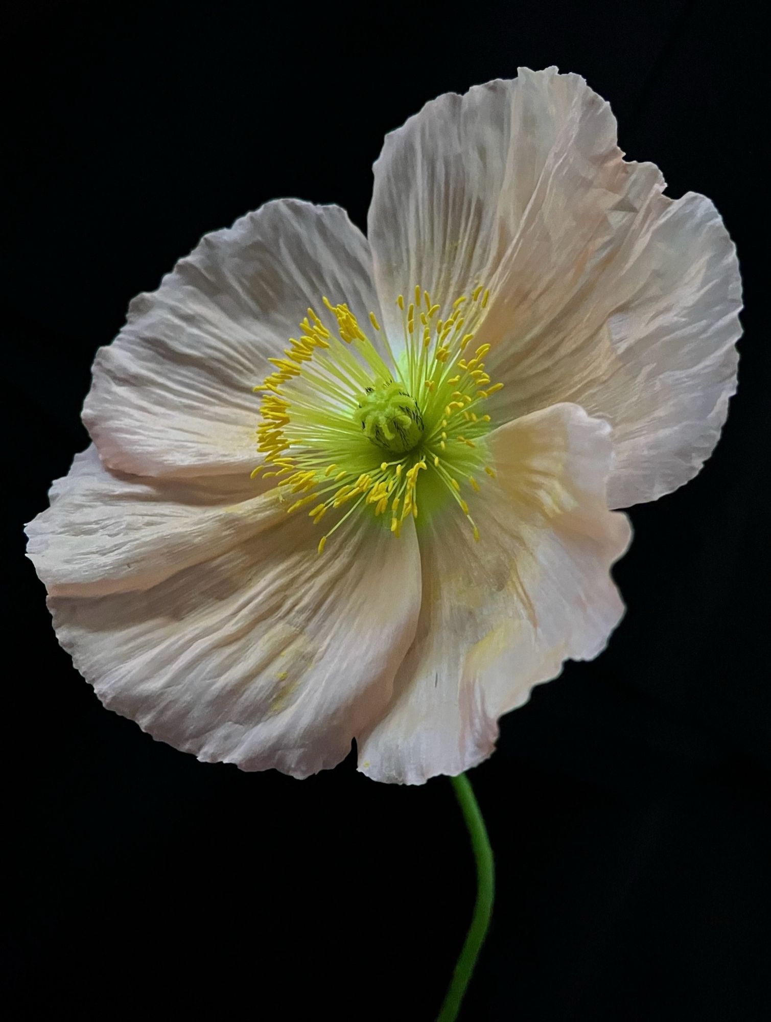 softly blushing poppy