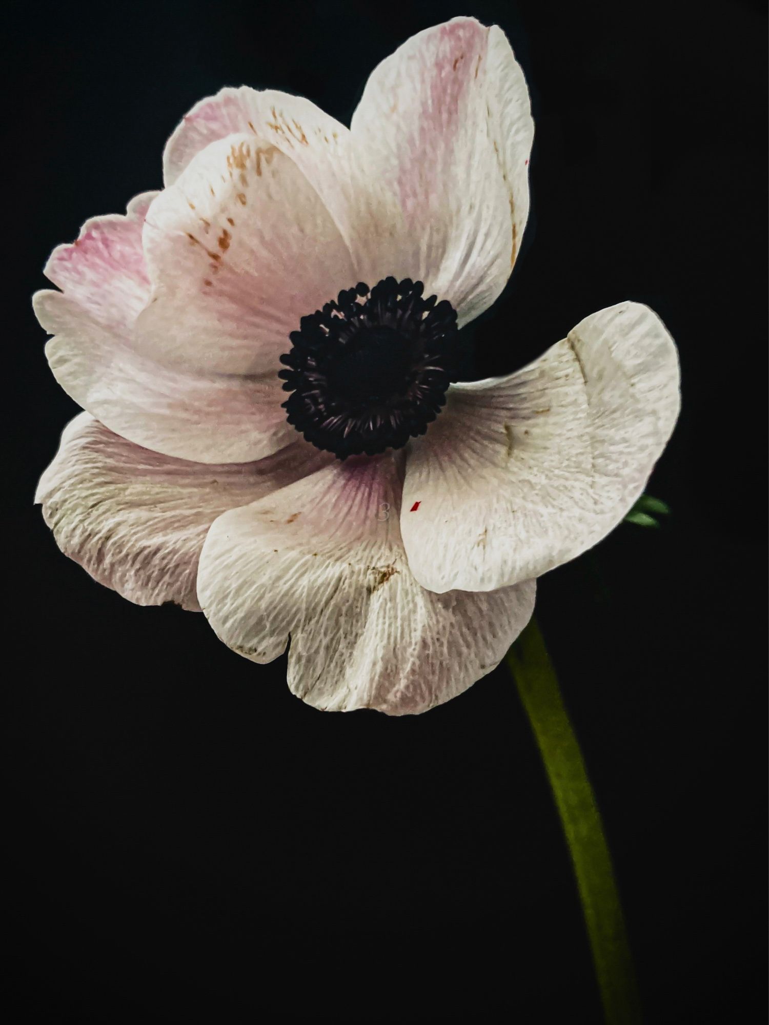 white anemone with spots of blushing…