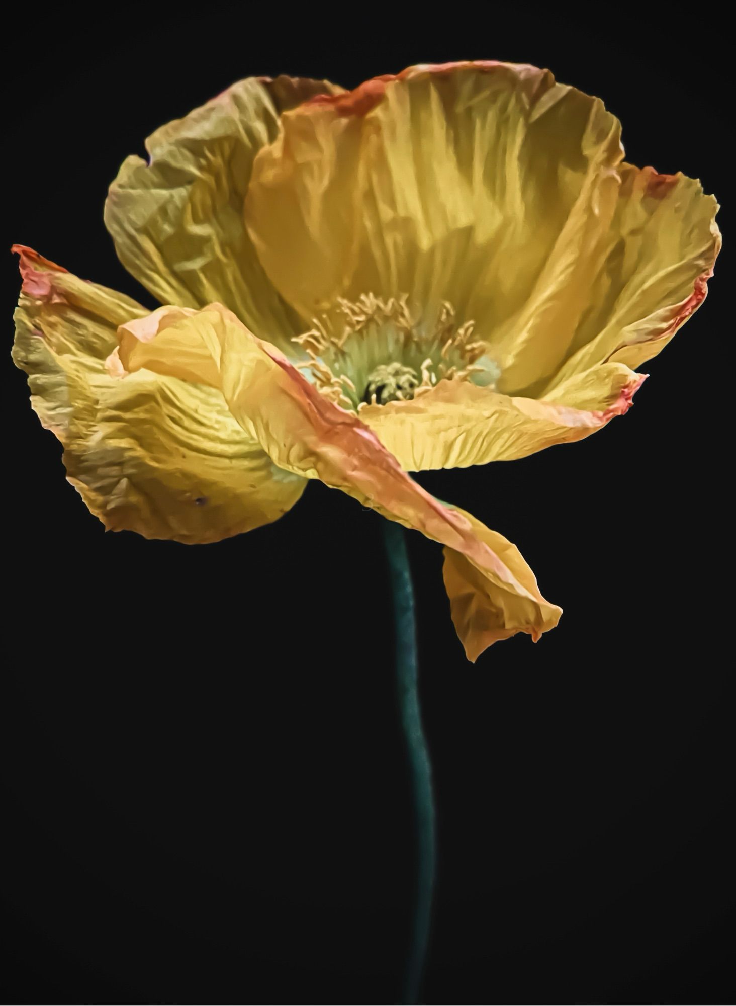 golden poppy slightly wilting