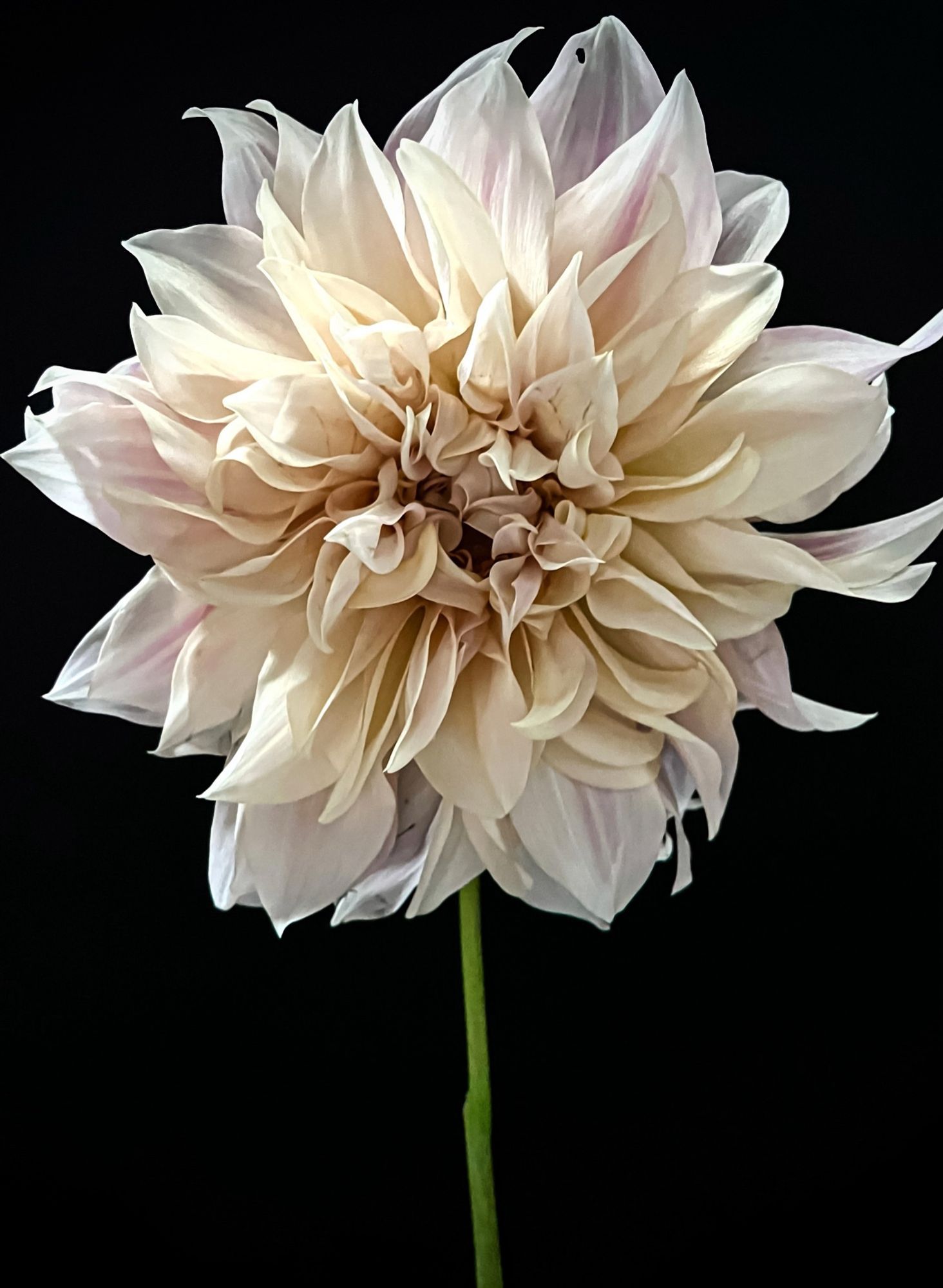 Cafe au Lait dahlia