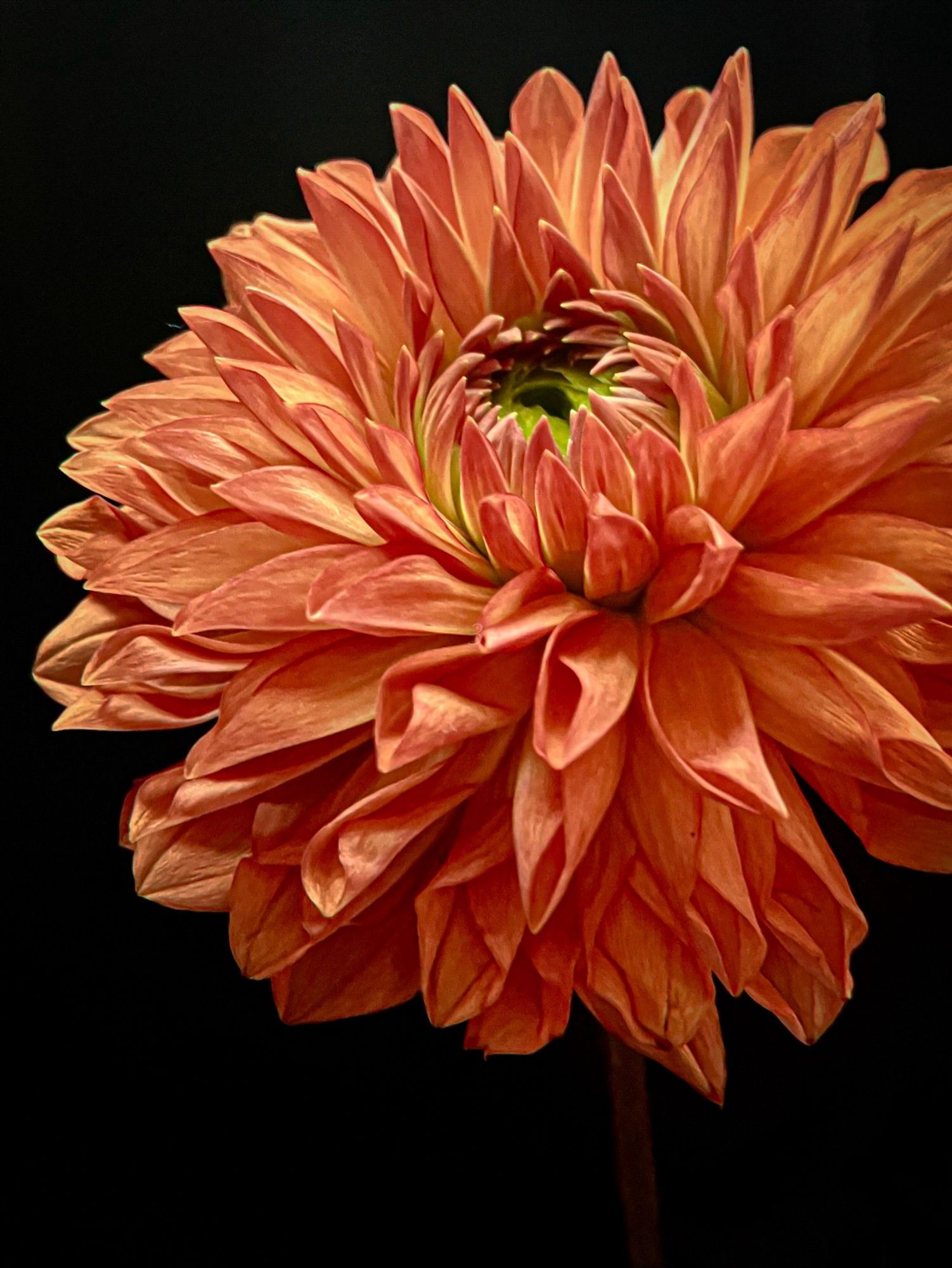 golden orange dahlia