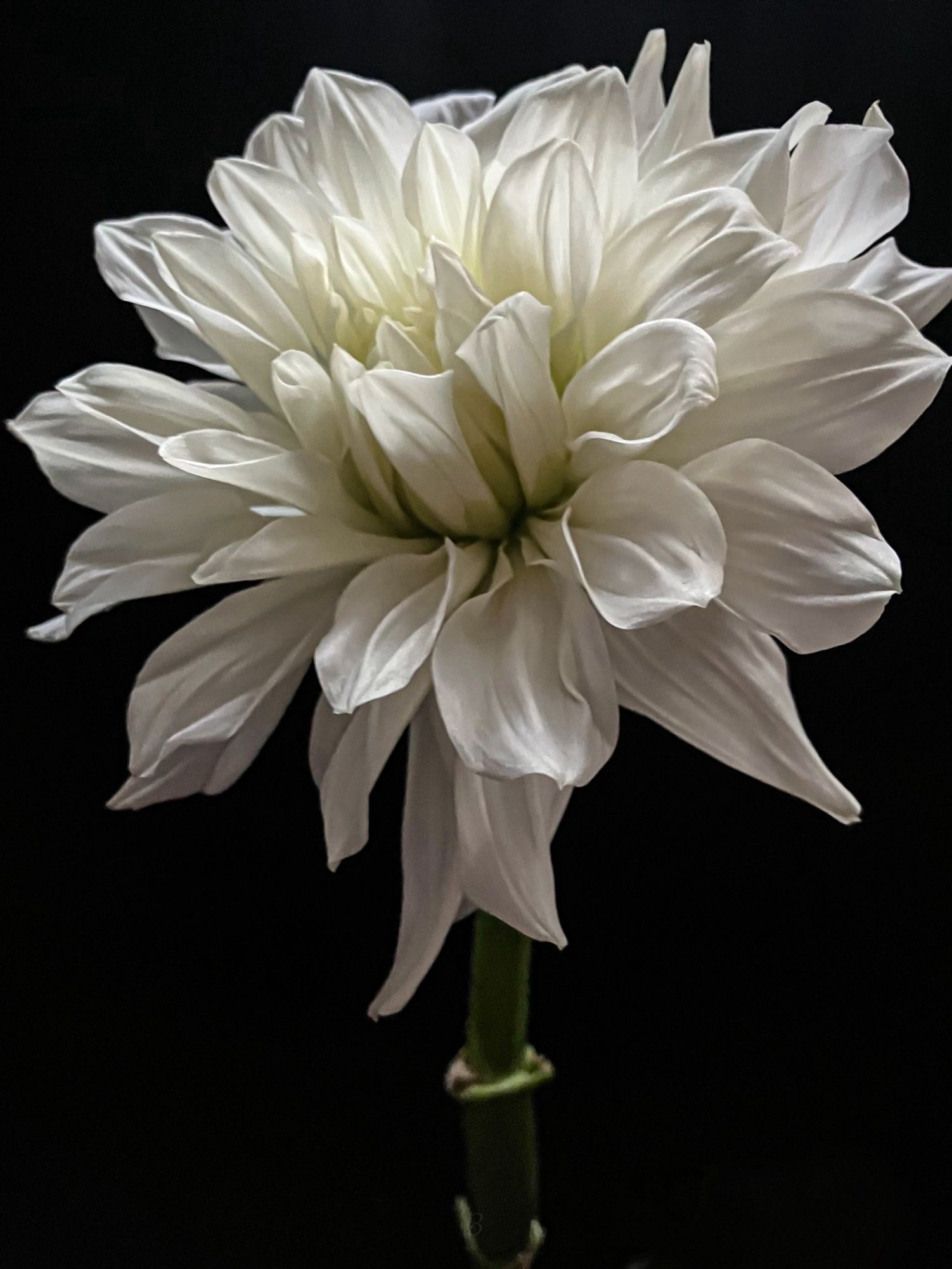 white dahlia right as the sun set