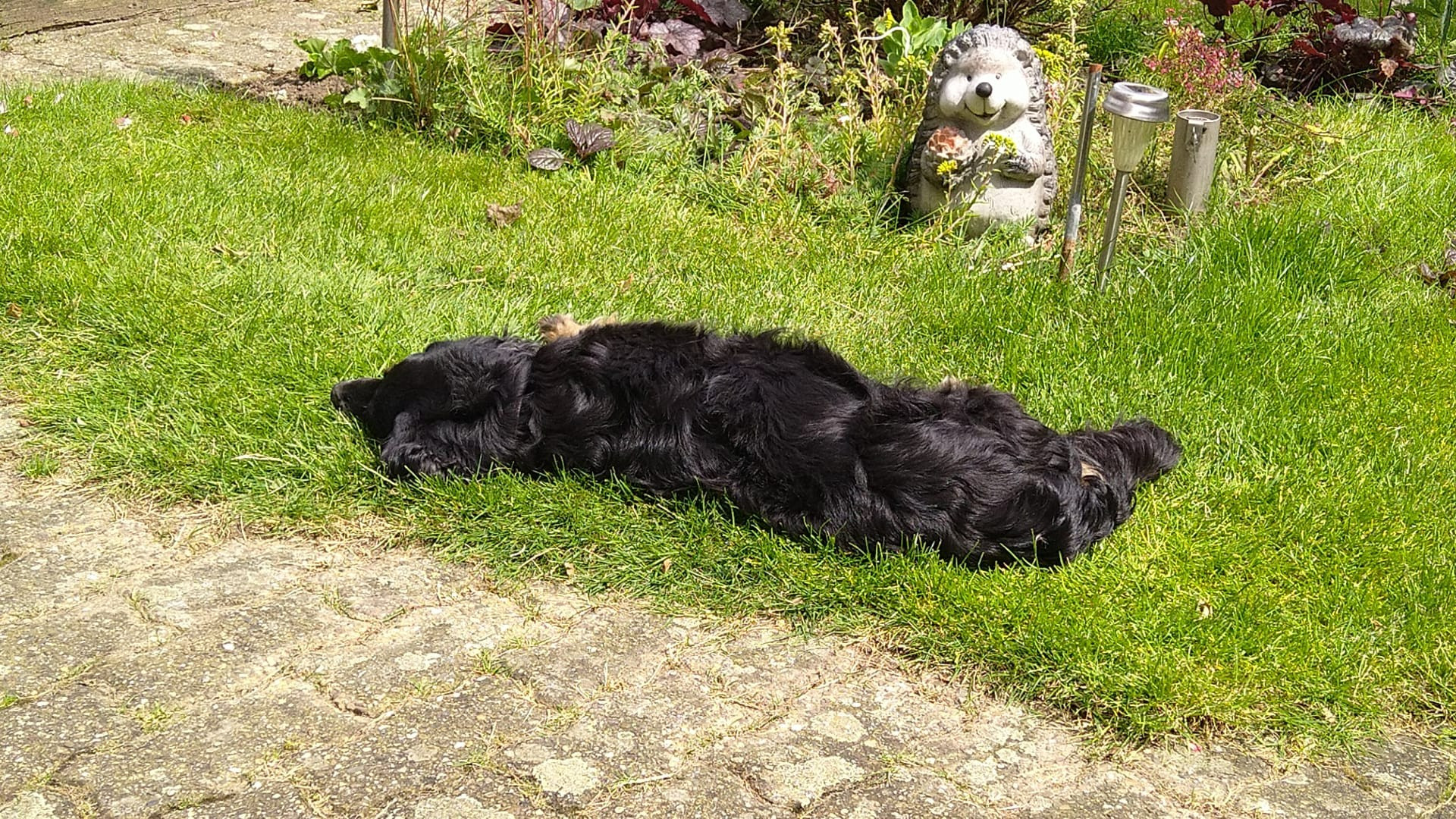 dog sleeping on the grass