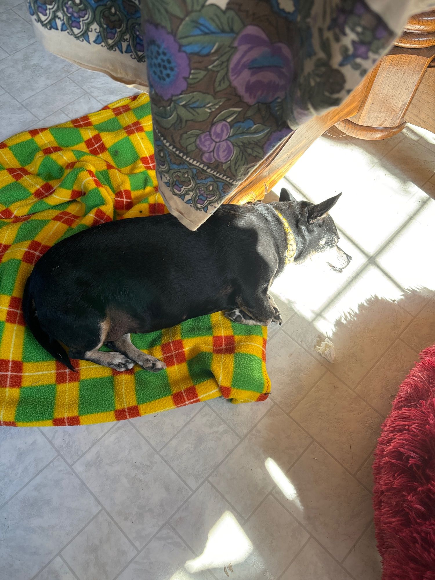 A fat black and white sausage of an elderly chihuahua, snoozing on a nauseatingly colored (mustard yellow, burnt orange, frog green) checkered blanket in a sunbeam