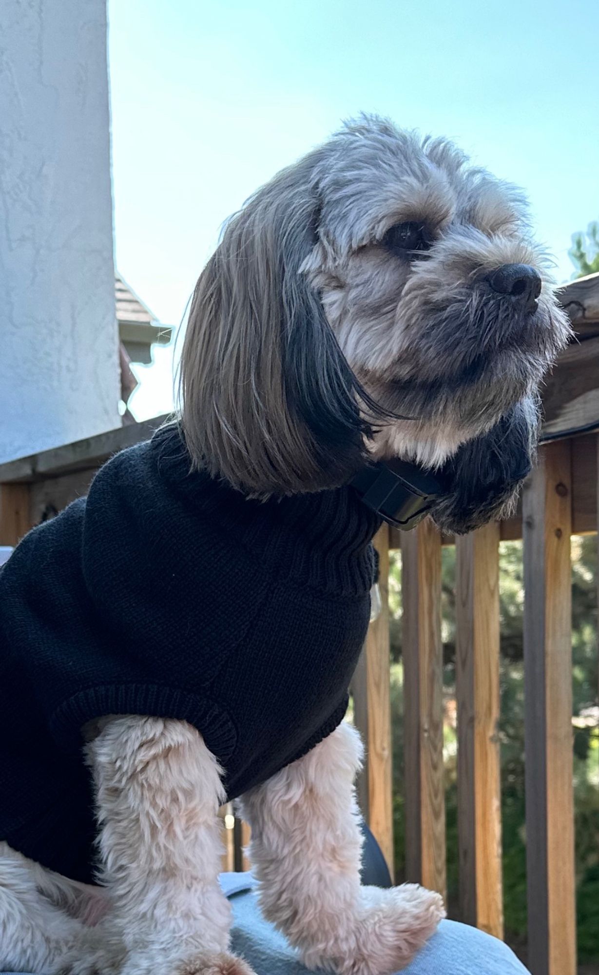 Whisky, a King Charles Spaniel and Shih Tzu mix (Cavashit??) enjoys in the fall in Ontario, Canada.