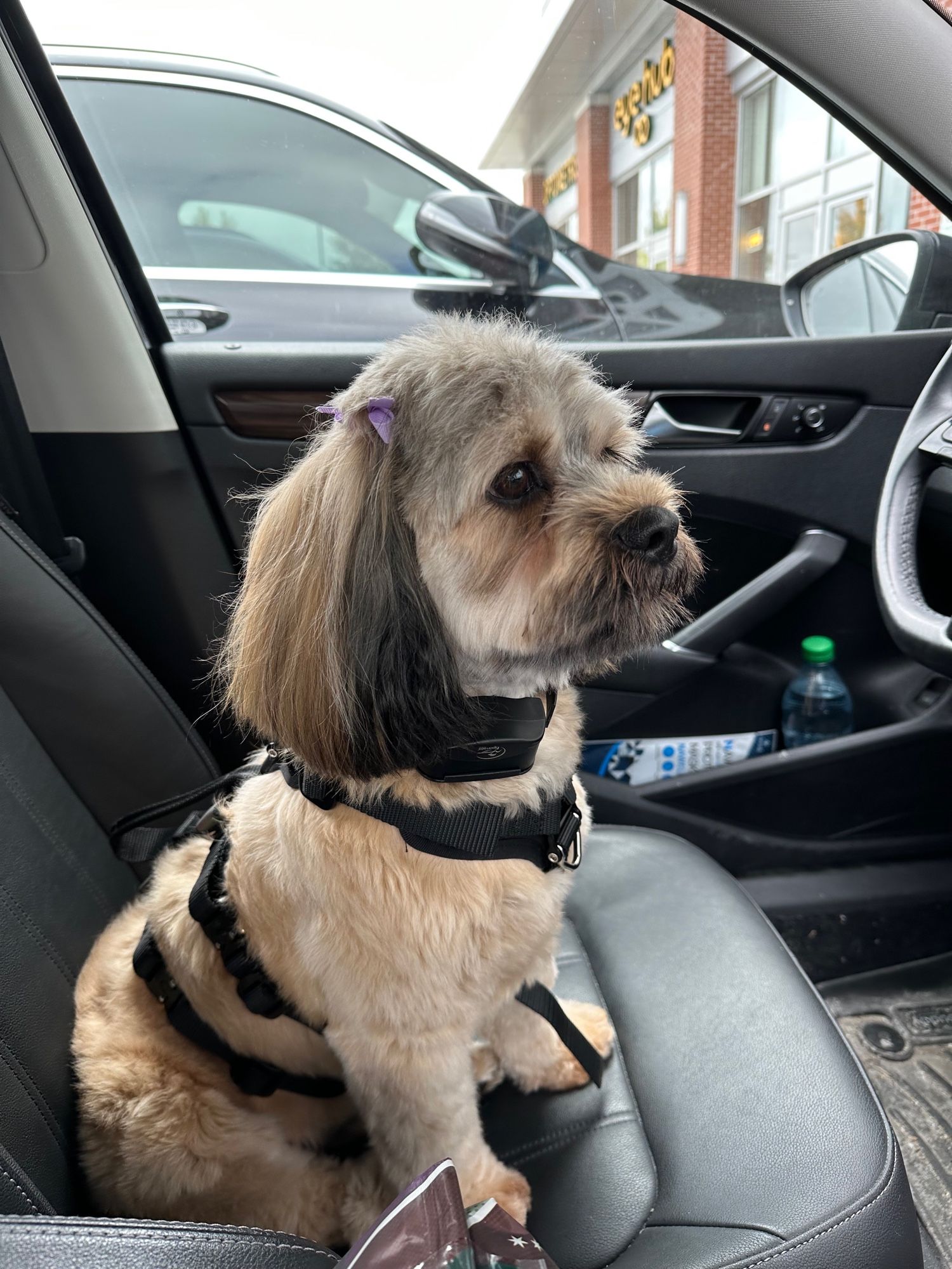 Whisky the dog watching for her Papa to come back to the car.