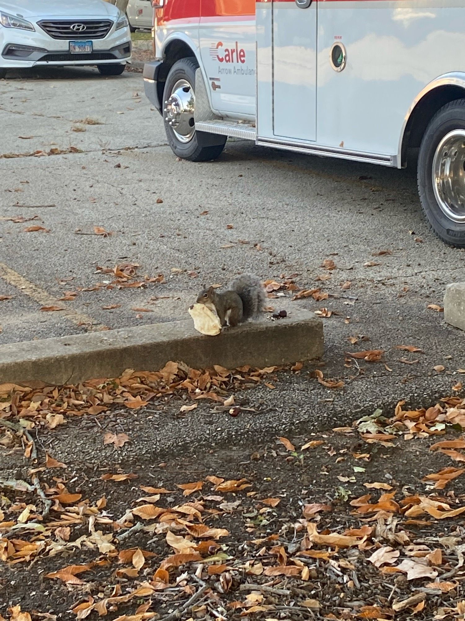 Squirrel with some naan bread