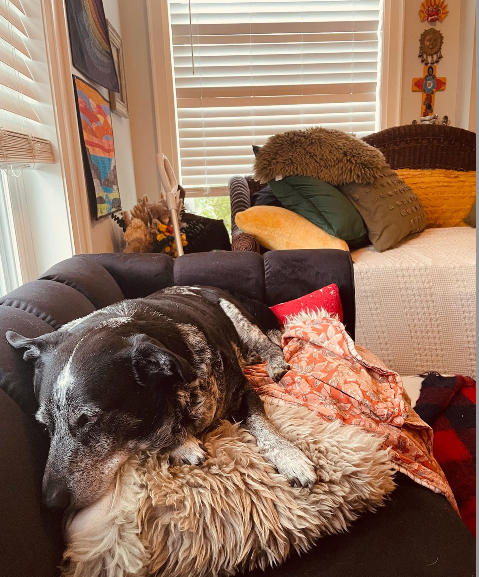 A Black and white dog with dappled fur lies liquidly on top of a pile consisting of a faux fur throw, a cotton blanket and a red pillow. His face is turned off to the side, and his eyes are half closed.