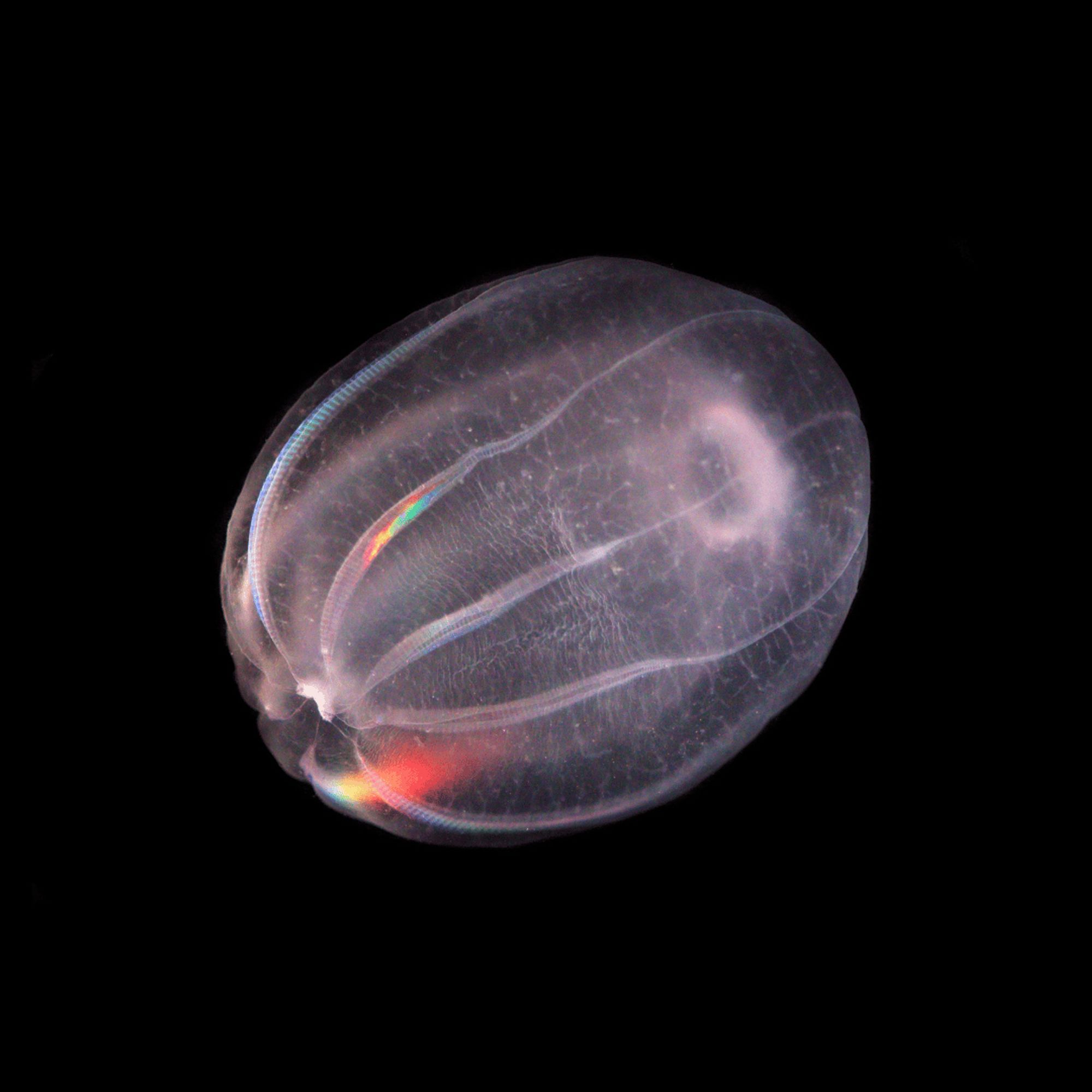 A pink Beroid ctenophore with rainbows down two of its ctene rows