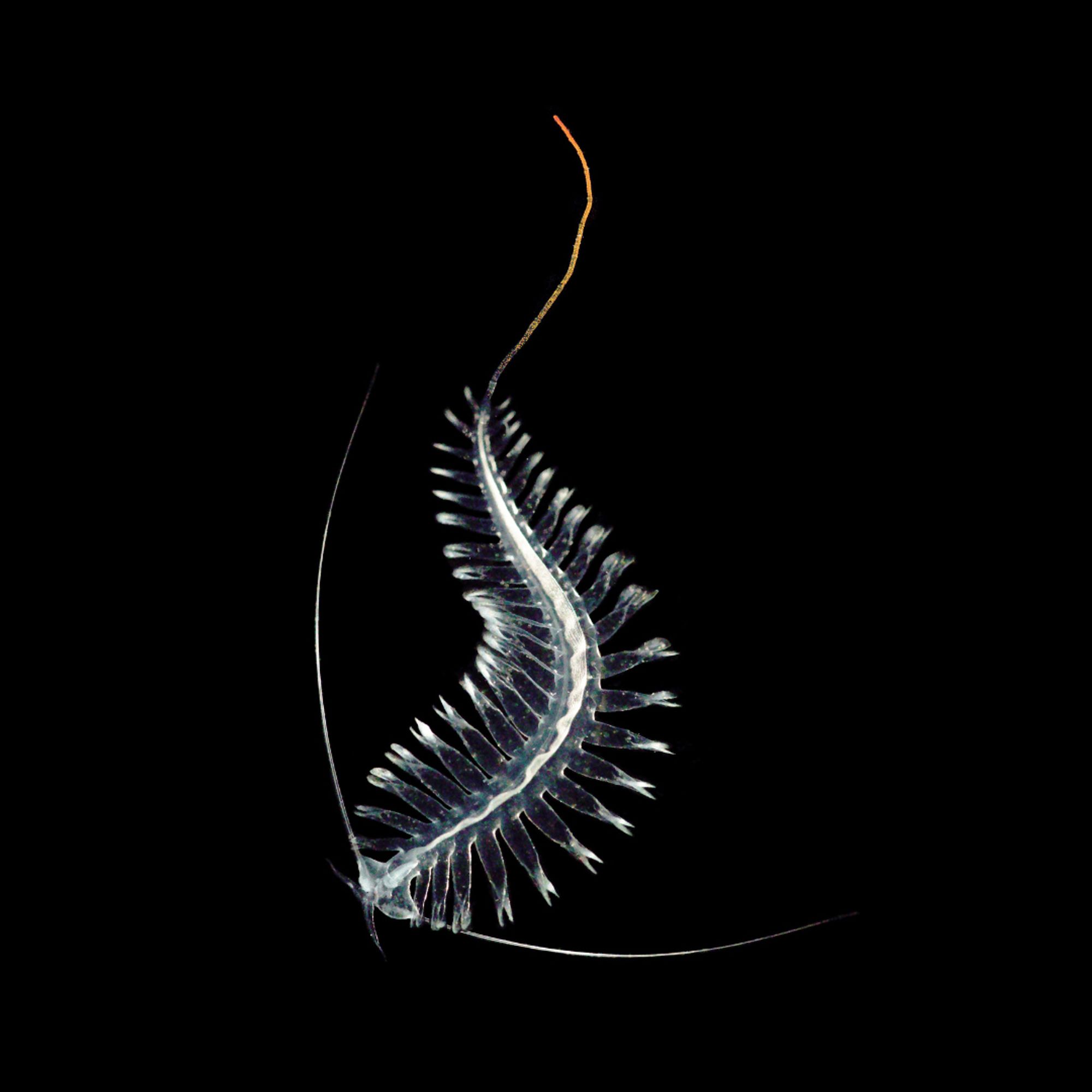 This gossamer worm is such a graceful and tireless swimmer, drawing its fiery tail behind it like a sparkler held away from a body.