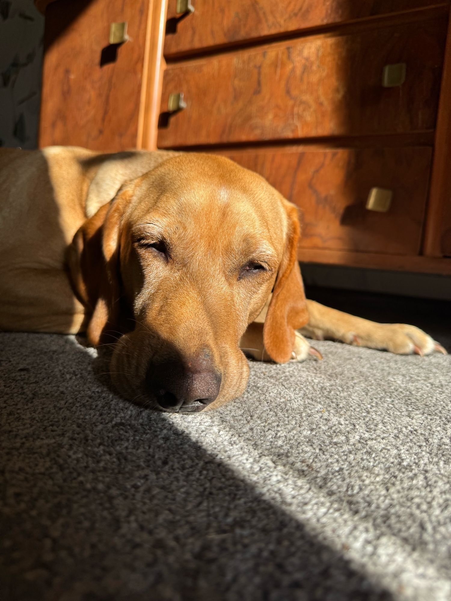 Loki liegt so auf Teppichboden, dass die Sonne direkt auf sein Gesicht und die Nase scheint