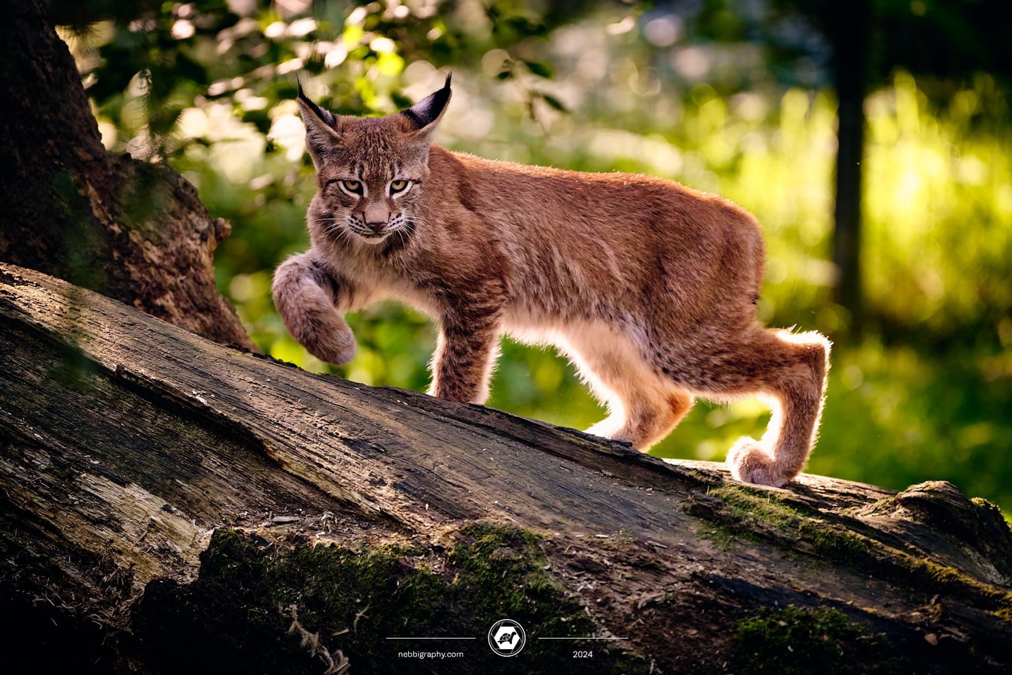 A smol lynx, that is illuminated by the sun, walking on a big tree. This lynx is living at Wildpark Schwarze Berge near Hamburg. September, 2024. Taken with Nikon Z8 and NIKKOR 180-600.