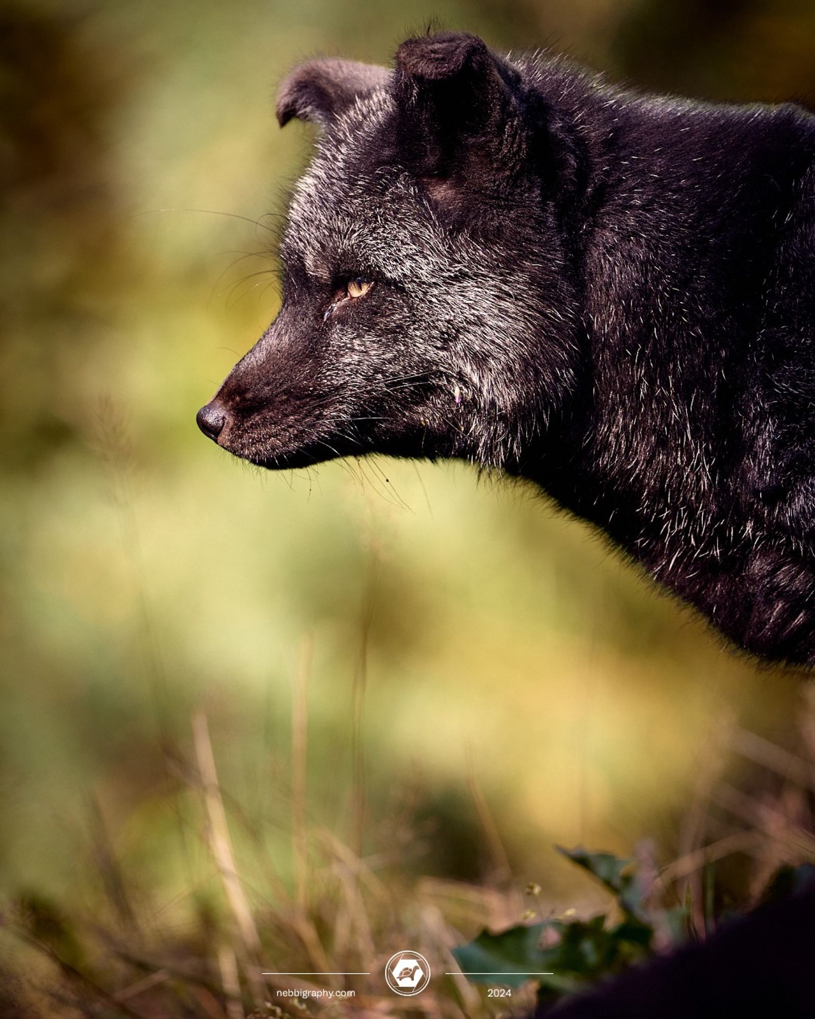 A silver fox in front of a blurry forest at Wildpark Schwarze Berge, near Hamburg. September 2024. Taken with a Nikon Z 8 and the NIKKOR Z 180-600.