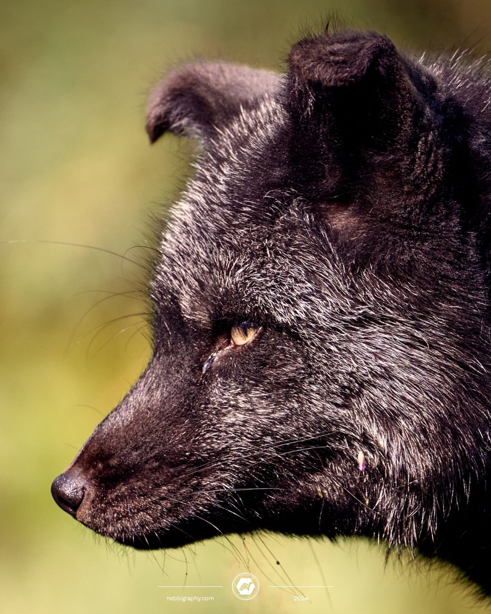 Cropped in to a silver fox in front of a blurry forest at Wildpark Schwarze Berge, near Hamburg, to show some details. September 2024. Taken with a Nikon Z 8 and the NIKKOR Z 180-600.