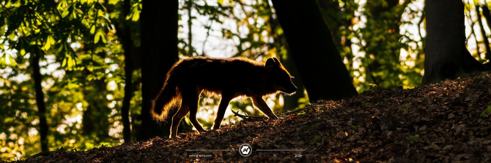 A dhole running through the forest, illuminated by the sun through the trees