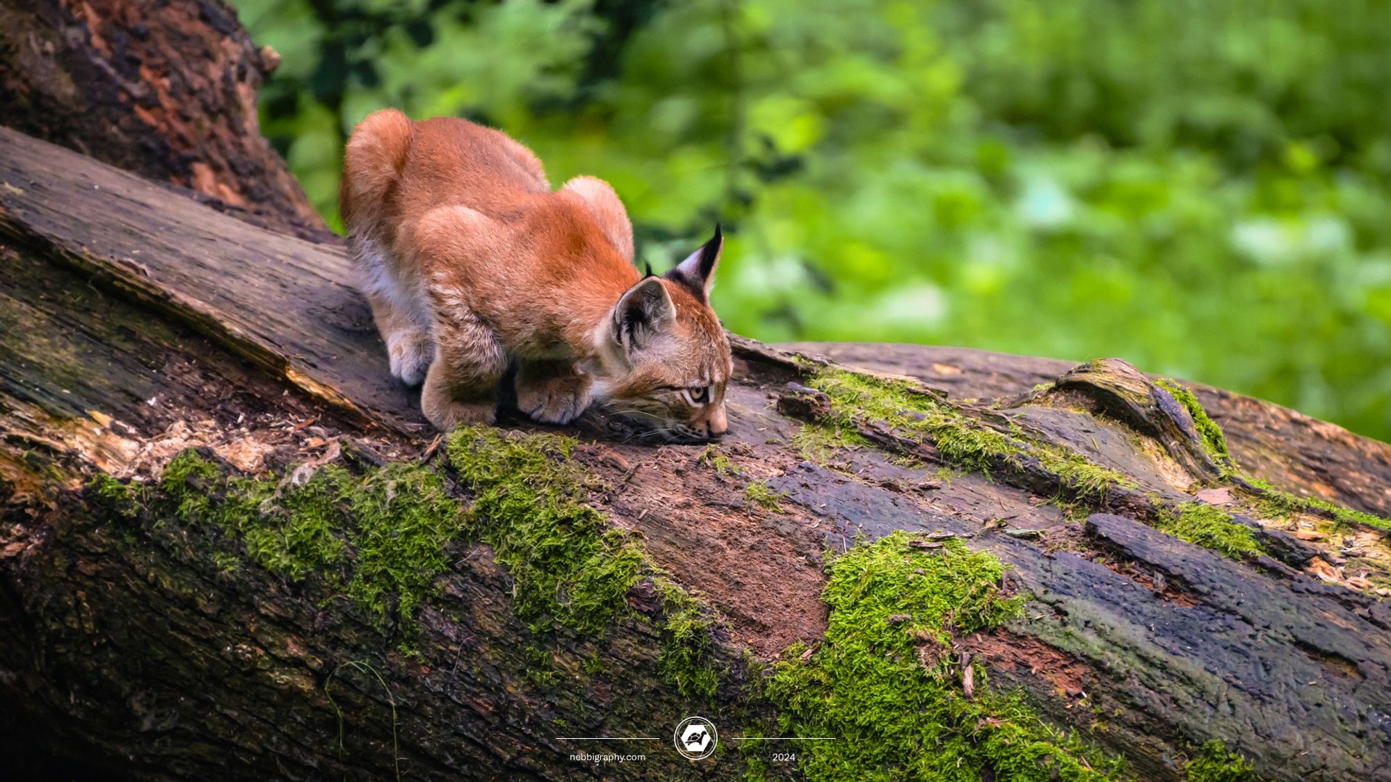 A smol lynx sniffing on a big tree at Wildpark Schwarze Berge near Hamburg. August, 2024. Taken with Nikon Z8 and NIKKOR 200-500.