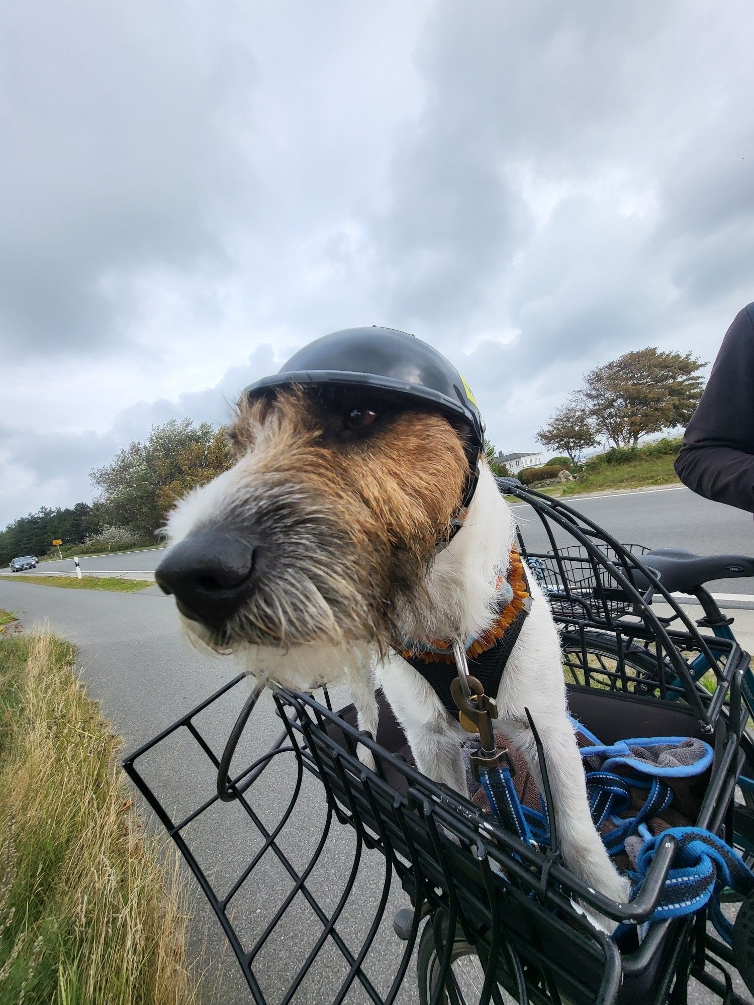 Kleiner Hund sitzt im Fahrradkorb und trägt einen schwarzen Hundehelm