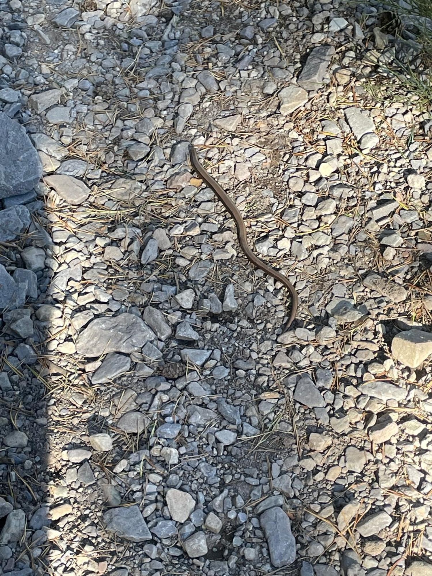 Esto que veáis aquí se llama comúnmente culebrilla de cristal o lución, pero en realidad es un lagarto ápodo (sin patas) y nunca antes había visto uno