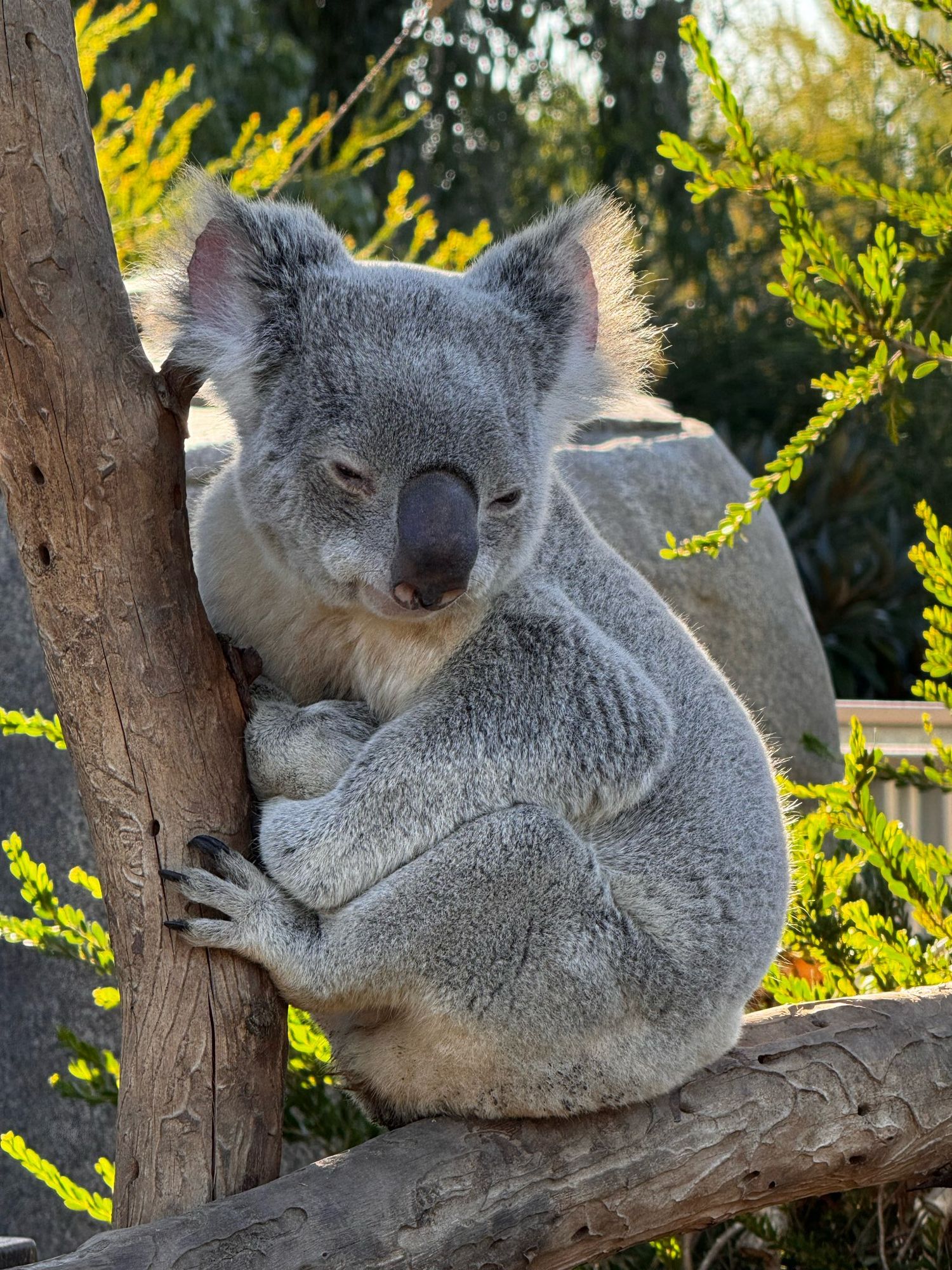 Koala number galho