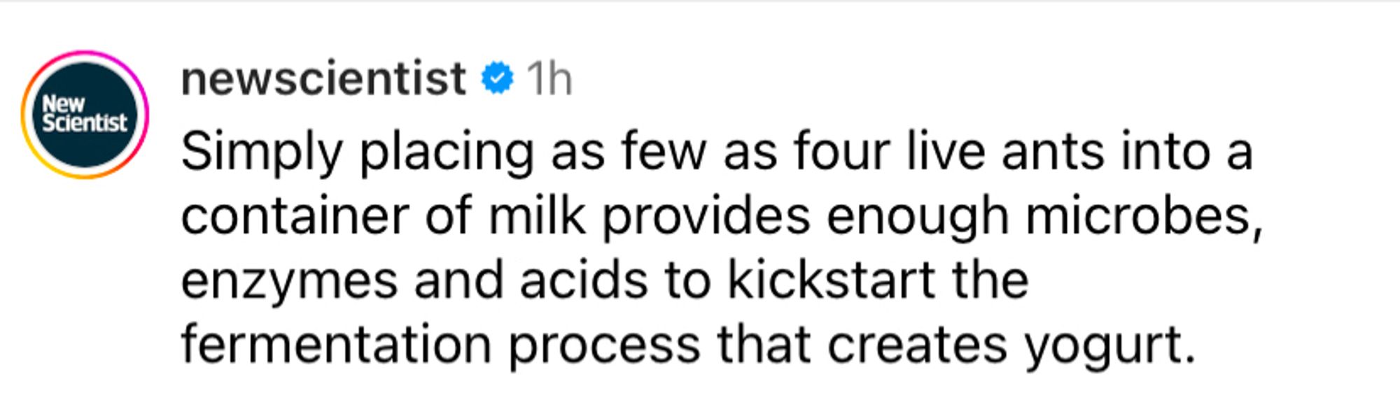 Text:

newscientist • 1h
Simply placing as few as four live ants into a container of milk provides enough microbes, enzymes and acids to kickstart the fermentation process that creates yogurt.