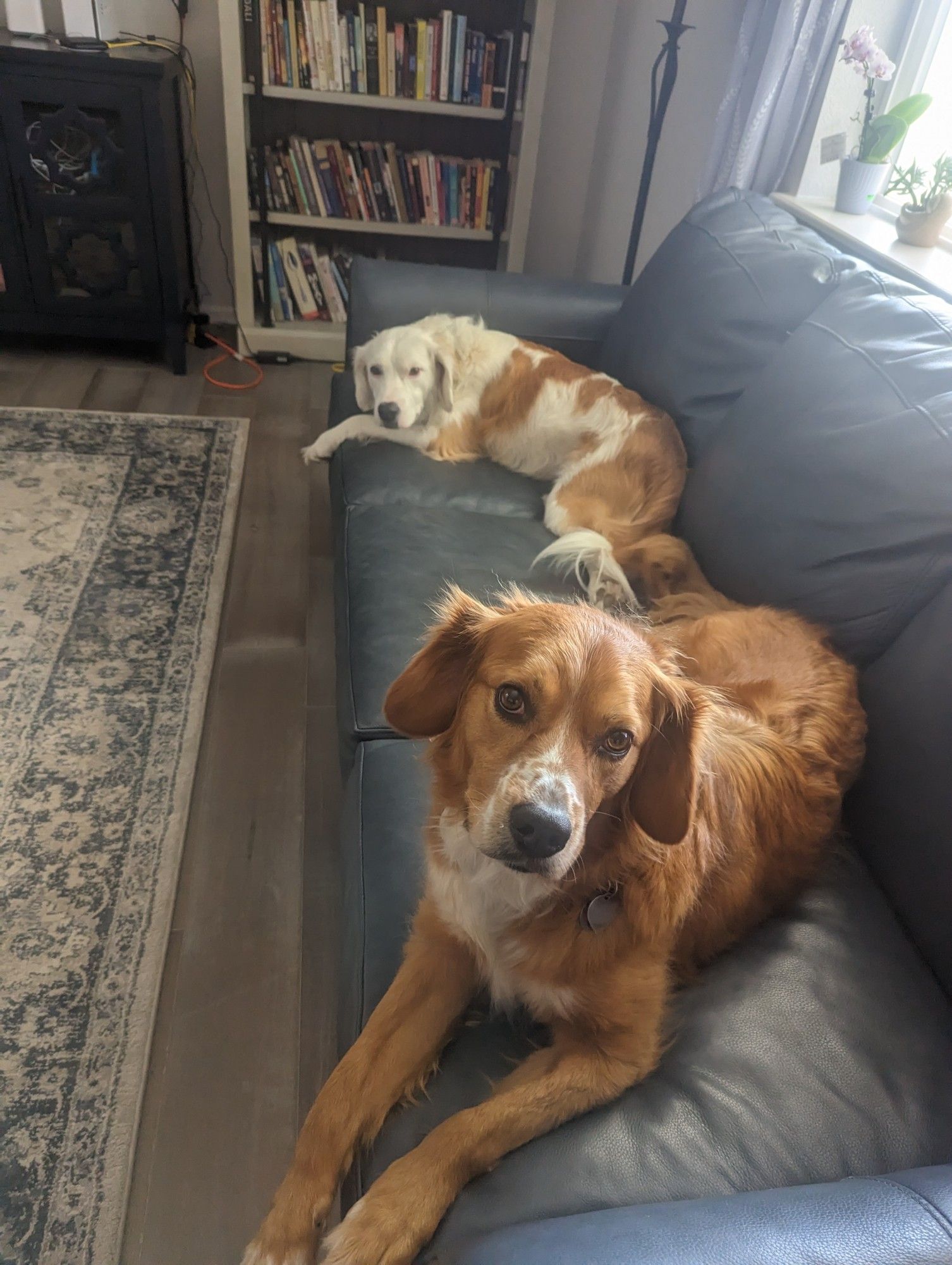 Two very sweet mutts on a couch looking for pats.