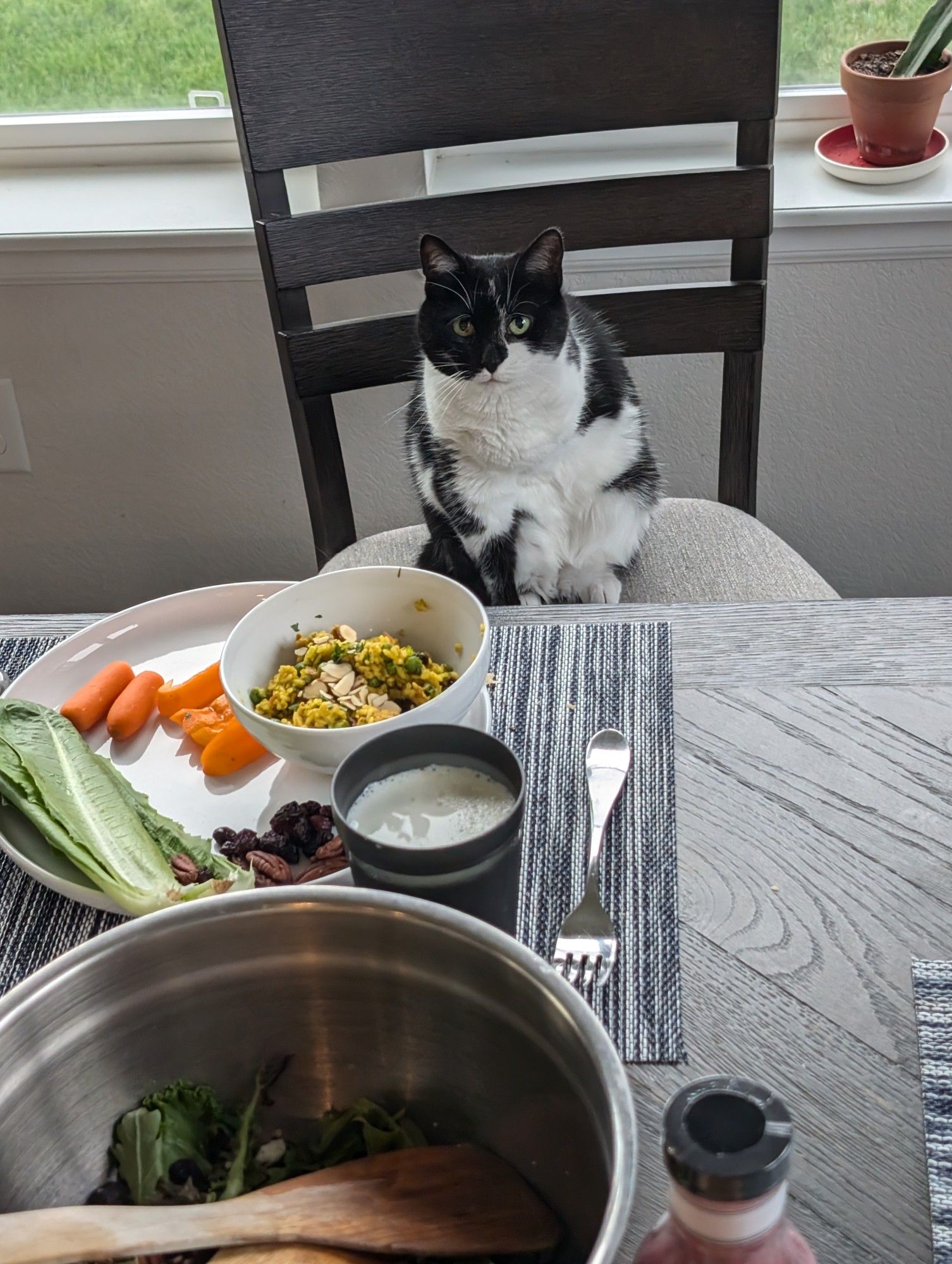 Lucky (aka murder tripod) attempts to replace my younger son at the dinner table.