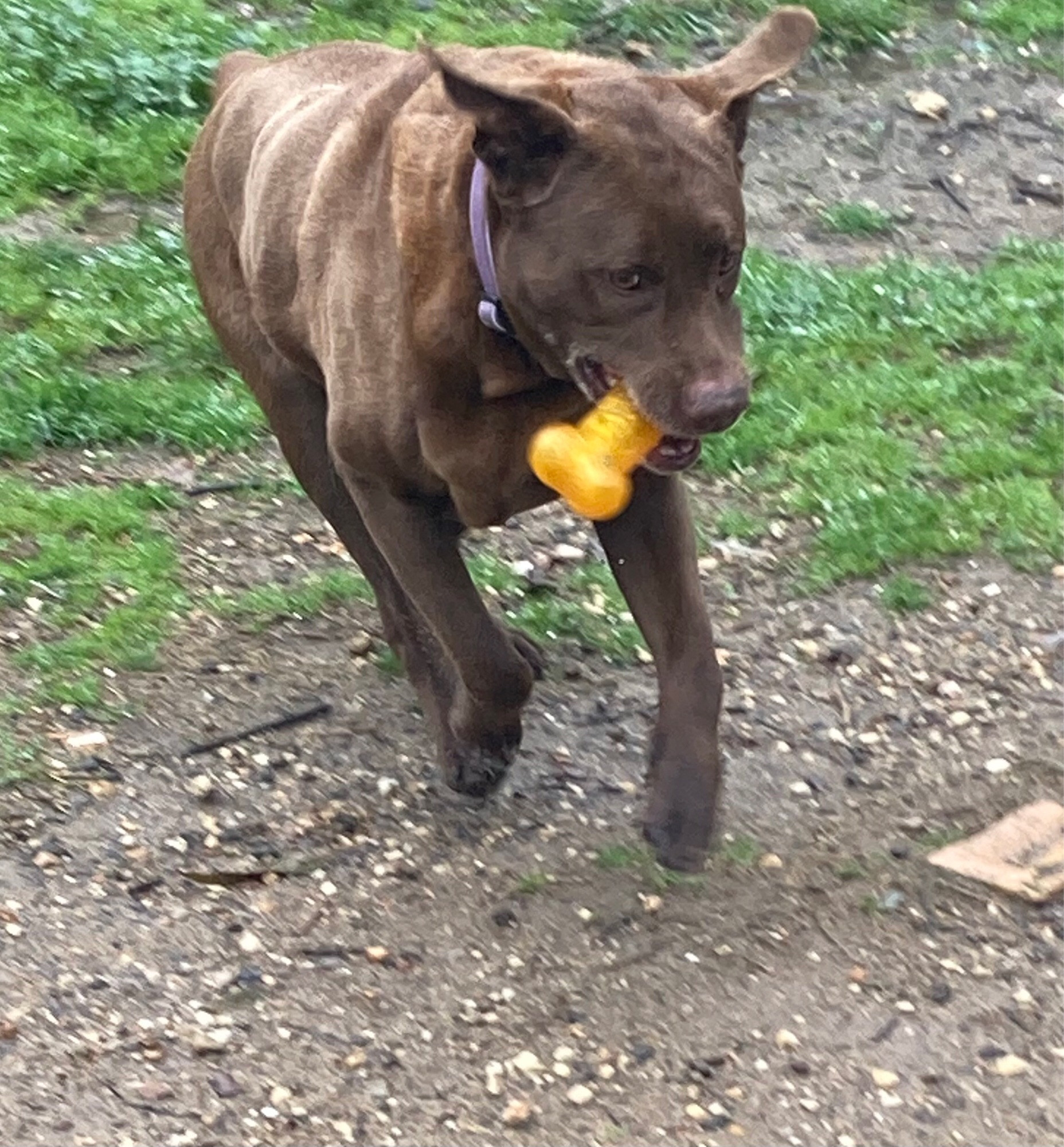 Big brown dog running with her orange toy bone fetching it for mum.