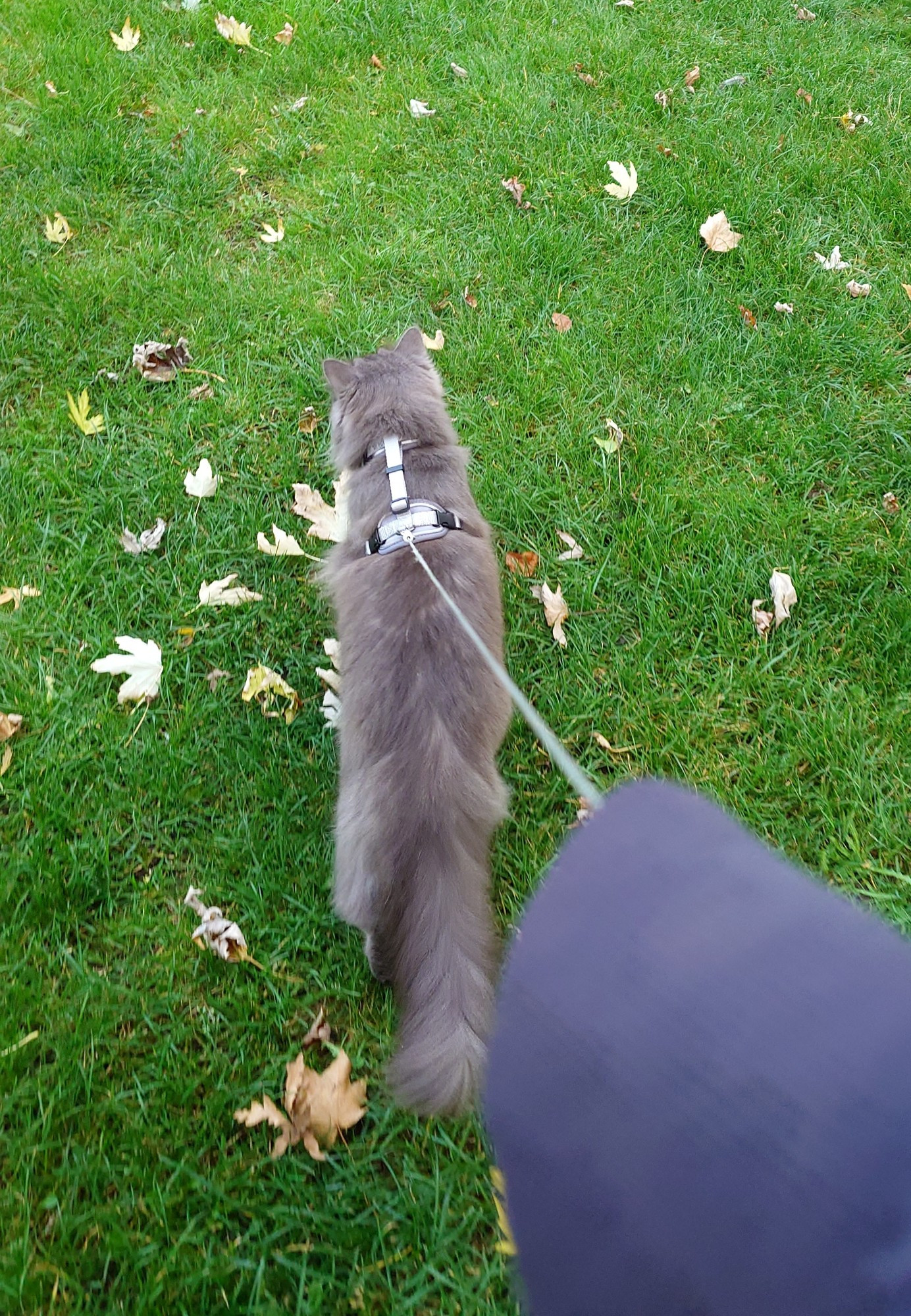 Image of the back of a grey cat wearing a vest and lash walking in grass. A Jacket sleeve up close to the camera.