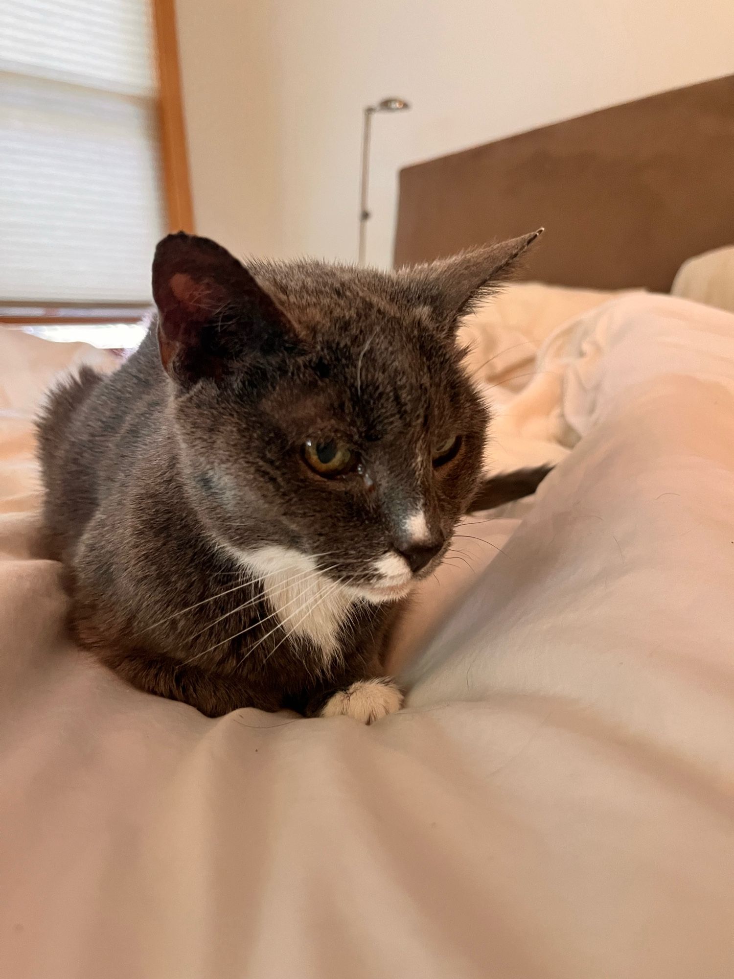 Grey and white cat on bed