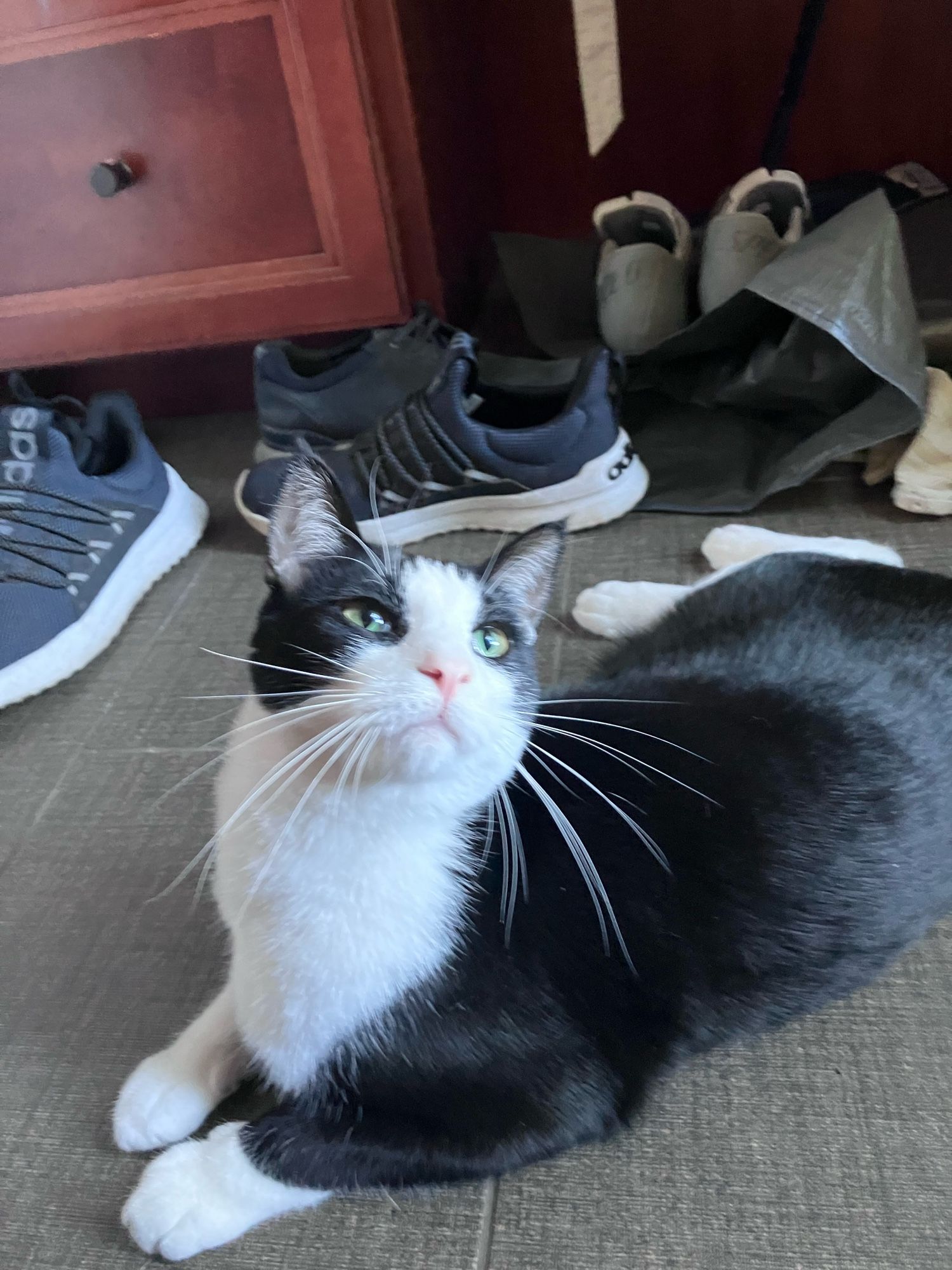 Black and white tuxedo cat