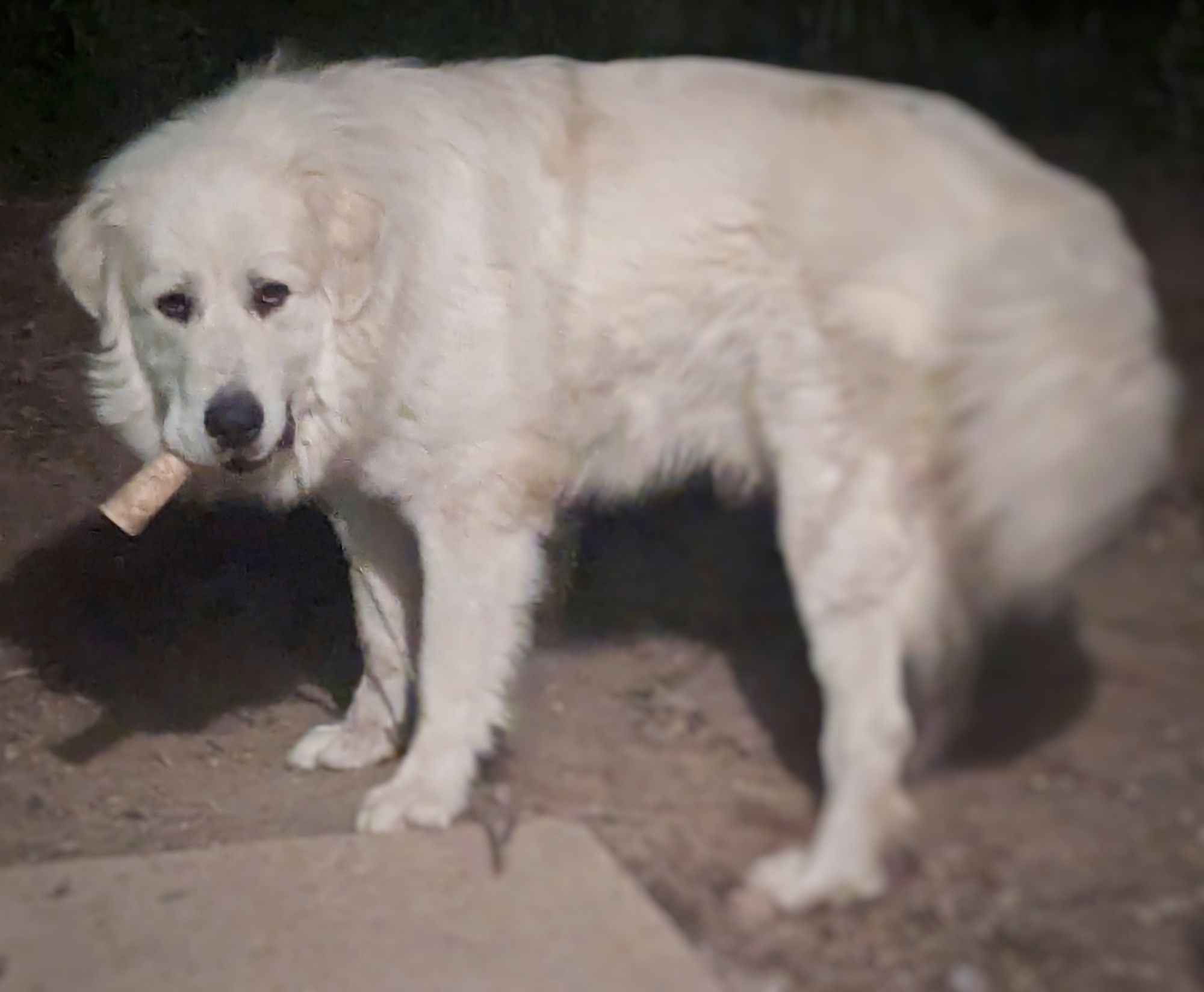 A big white pyr puppy named Arlo with a bone sticking out of his mouth that looks like a cigar