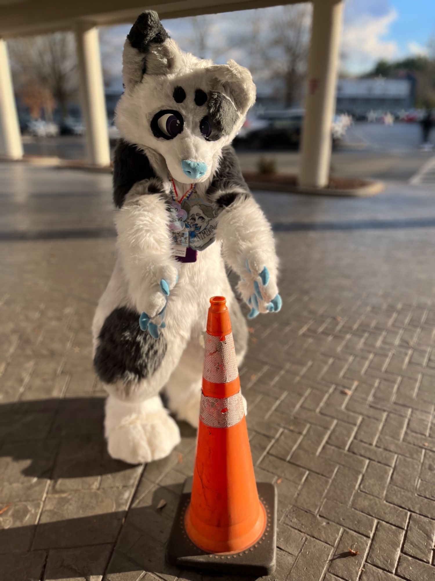 A white and gray dog fursuiter standing near the entrance to a hotel. They are stretching their arms out gesturing to an orange traffic cone.