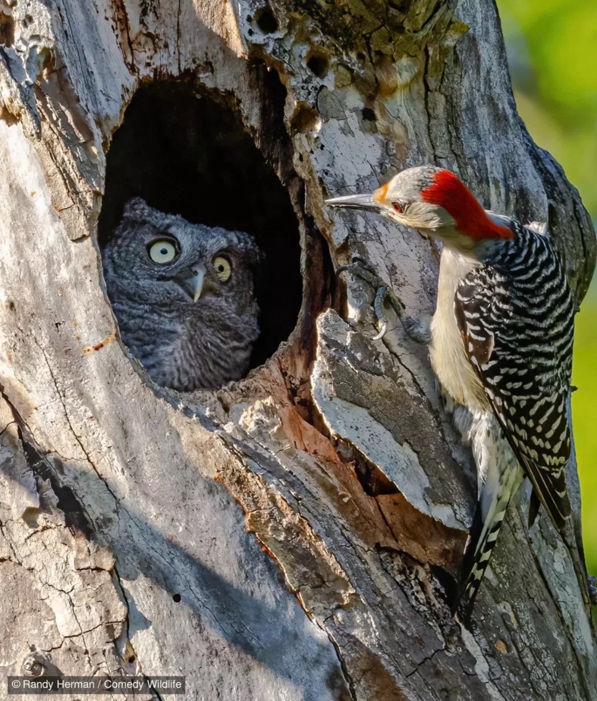 Un oiseau coloré regarde dans le trou d'un tronc d'arbre. Dans ce trou, on aperçoit une hibou qui semble regarder le premier oiseau, les yeux turbo écarquillé, l'air décontenancé