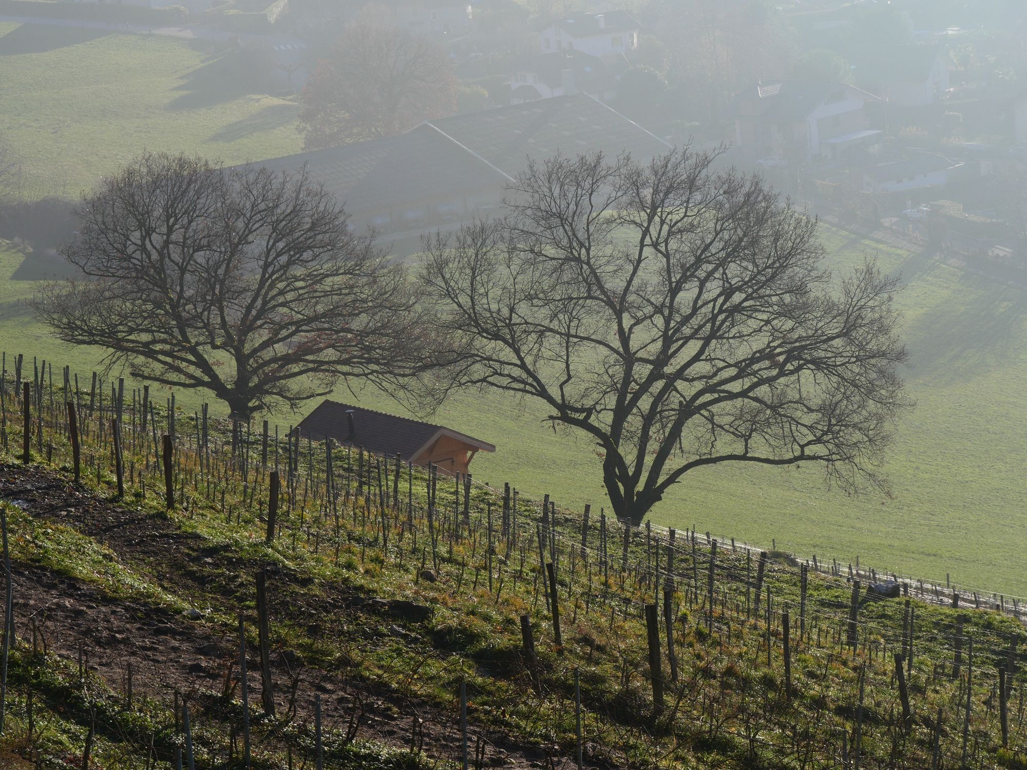 2 arbres contrastés au milieu des vignes sur le brouillard