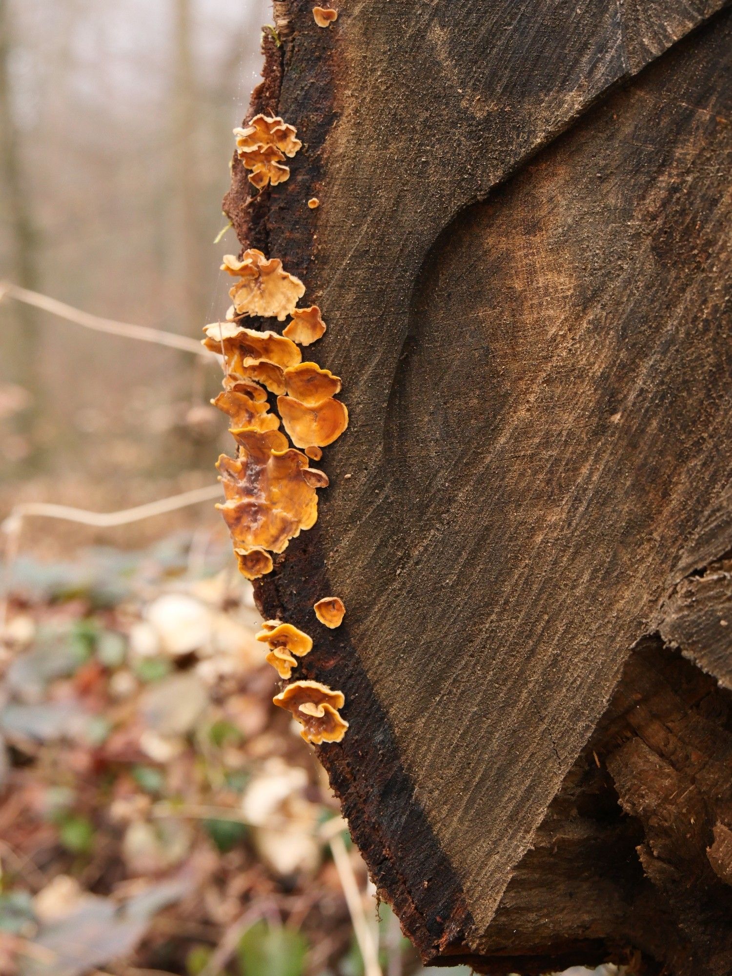 Champignons de bois