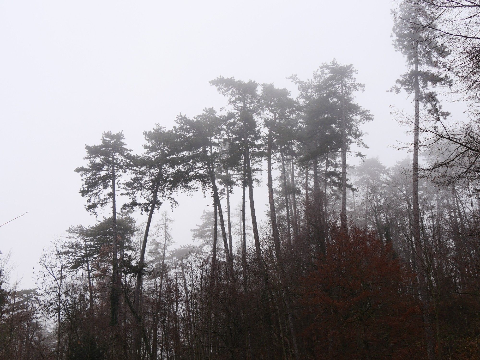 Arbres dans le brouillard