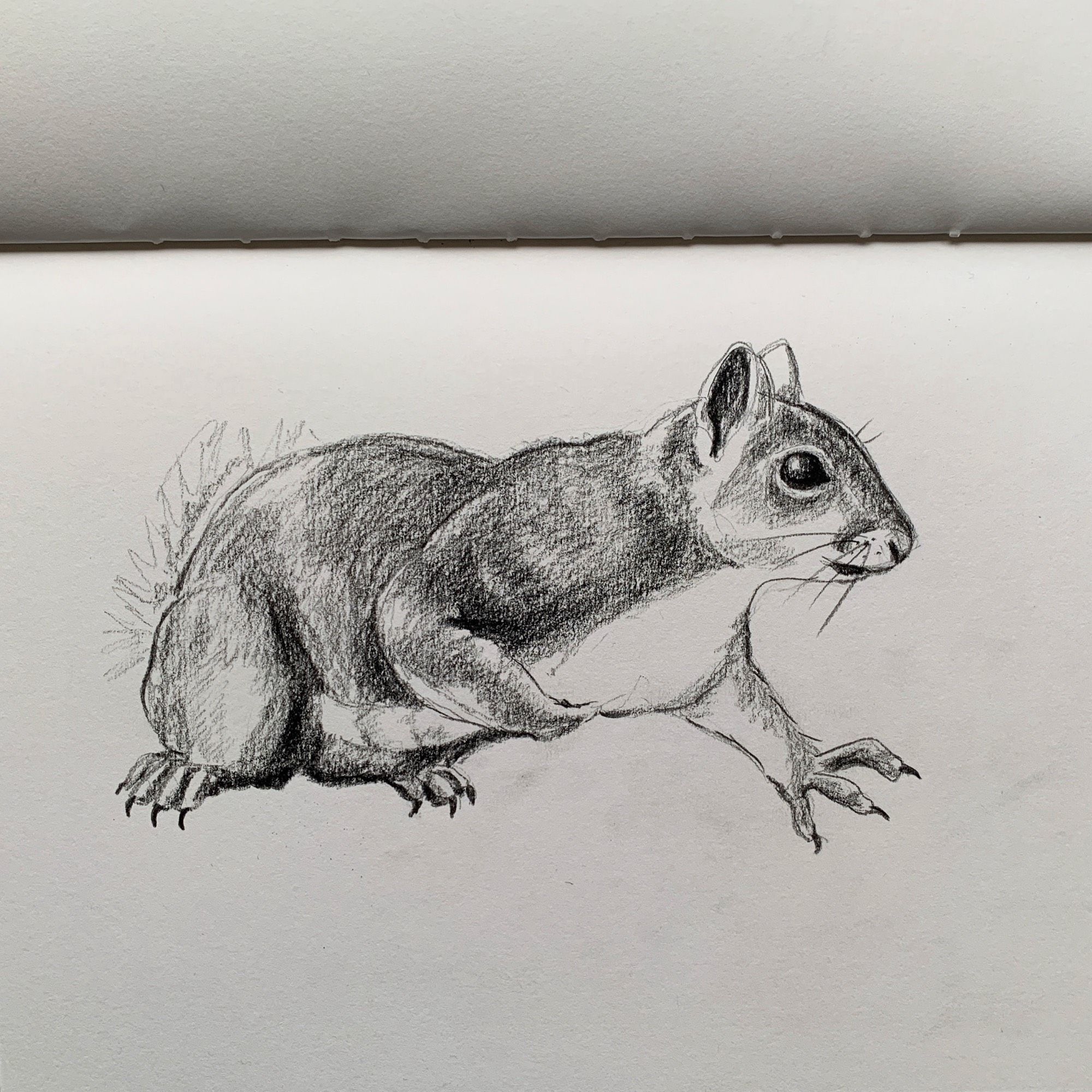 Pencil drawing of a grey squirrel