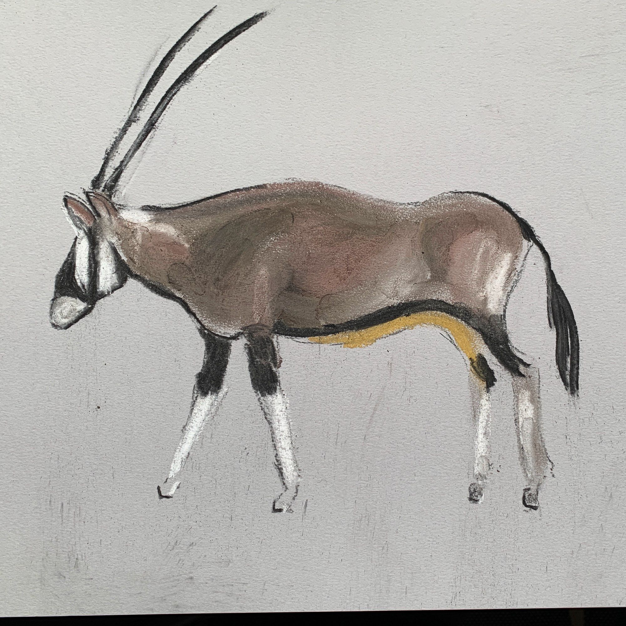 Sketch of an oryx in charcoal on grey paper