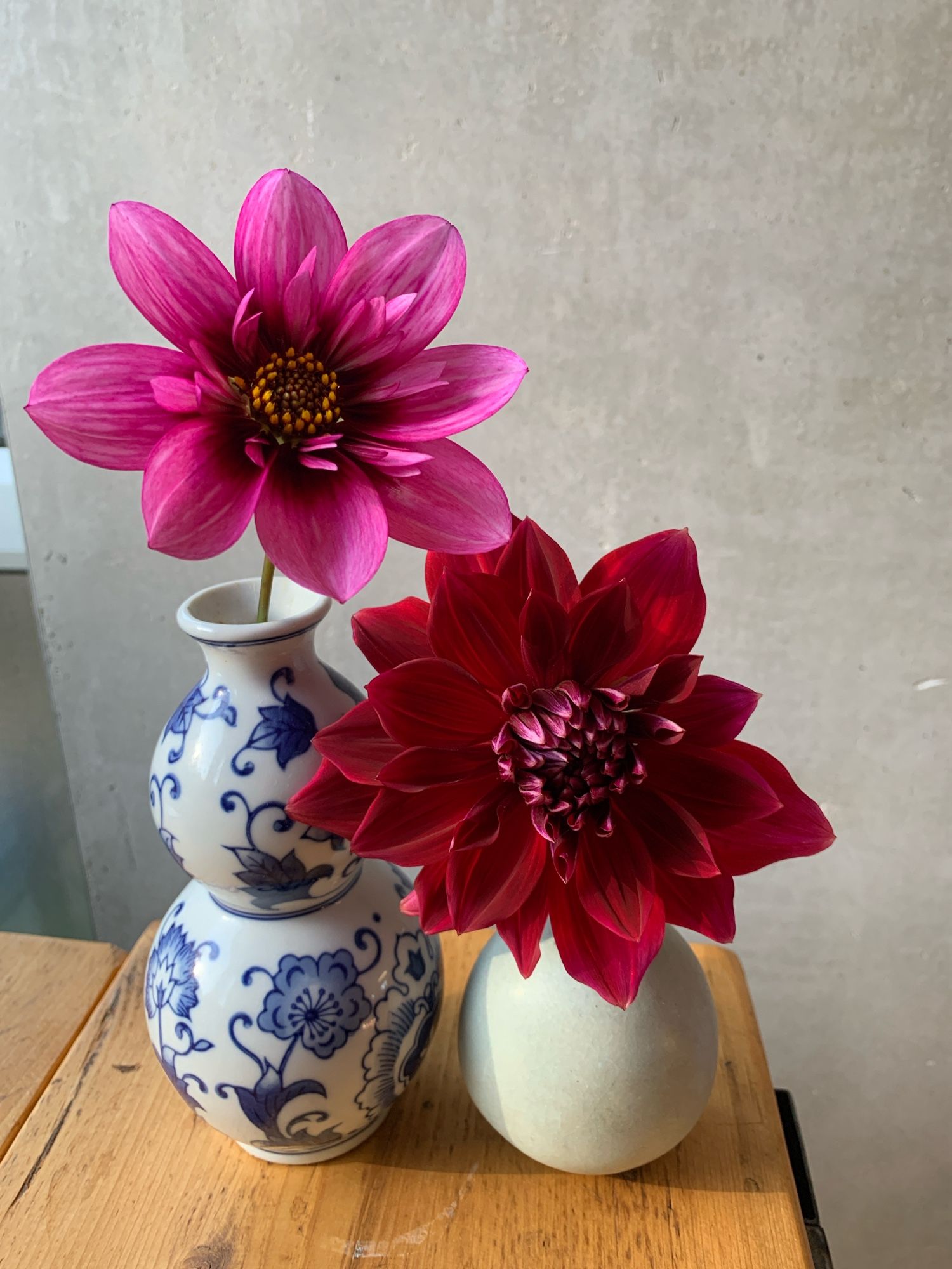 A bright pink dahlia flower & a dark red one, in vases against a grey concrete wall