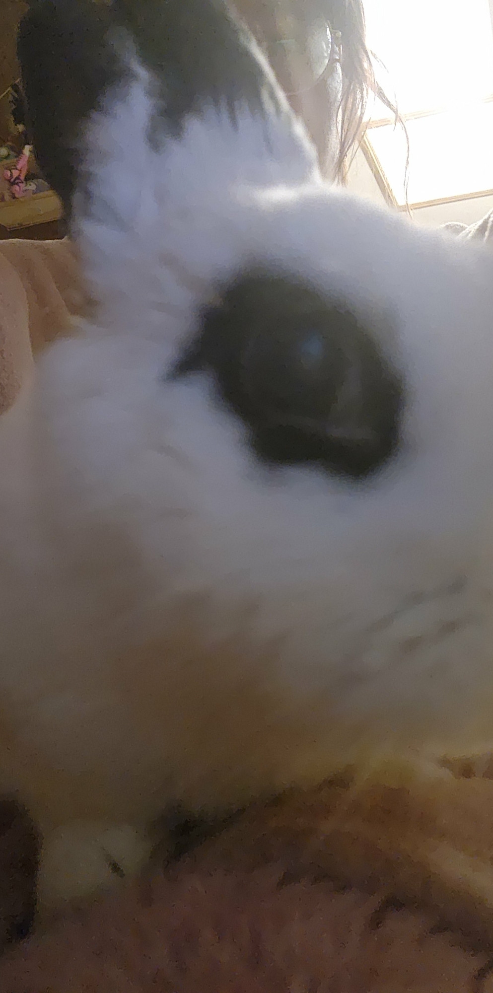 Blurry photo of eye of white bunny with black "eyeliner"markings and black ears