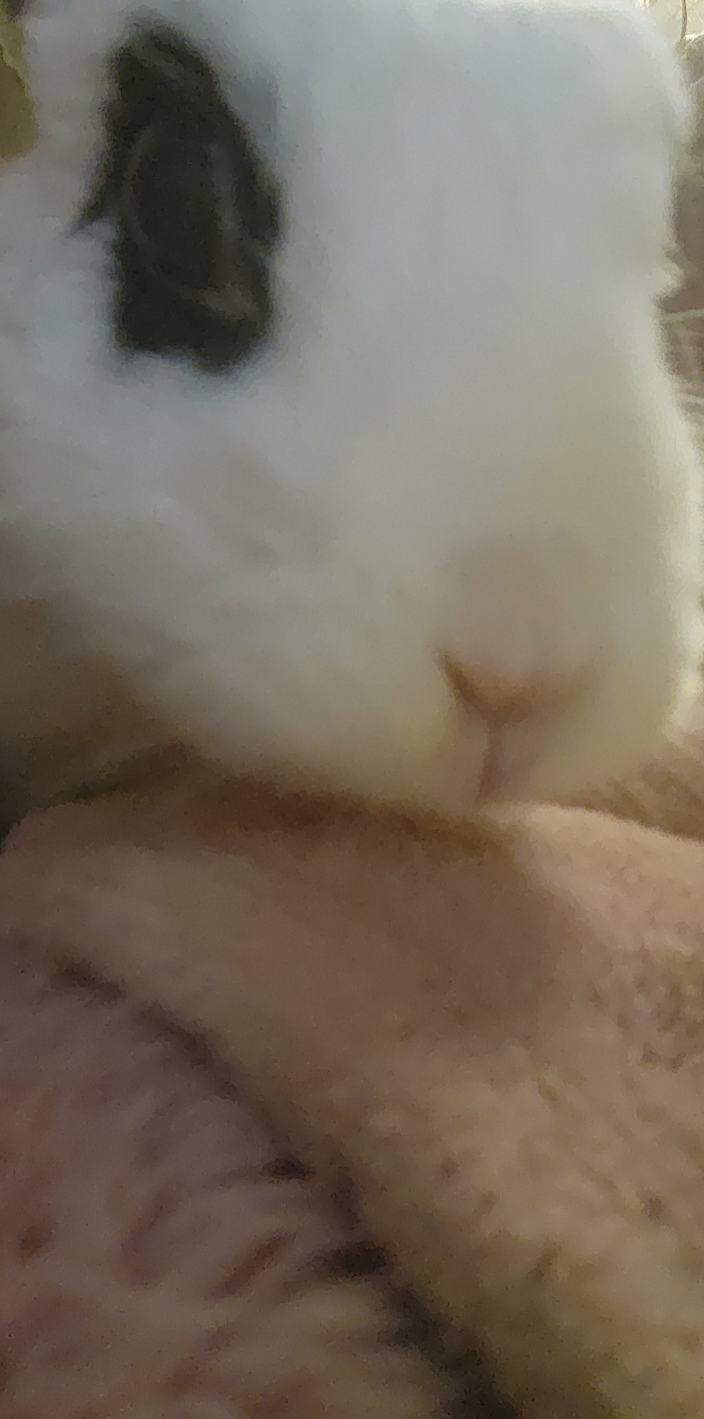 Blurry photo of white bunny with black "eyeliner"markings