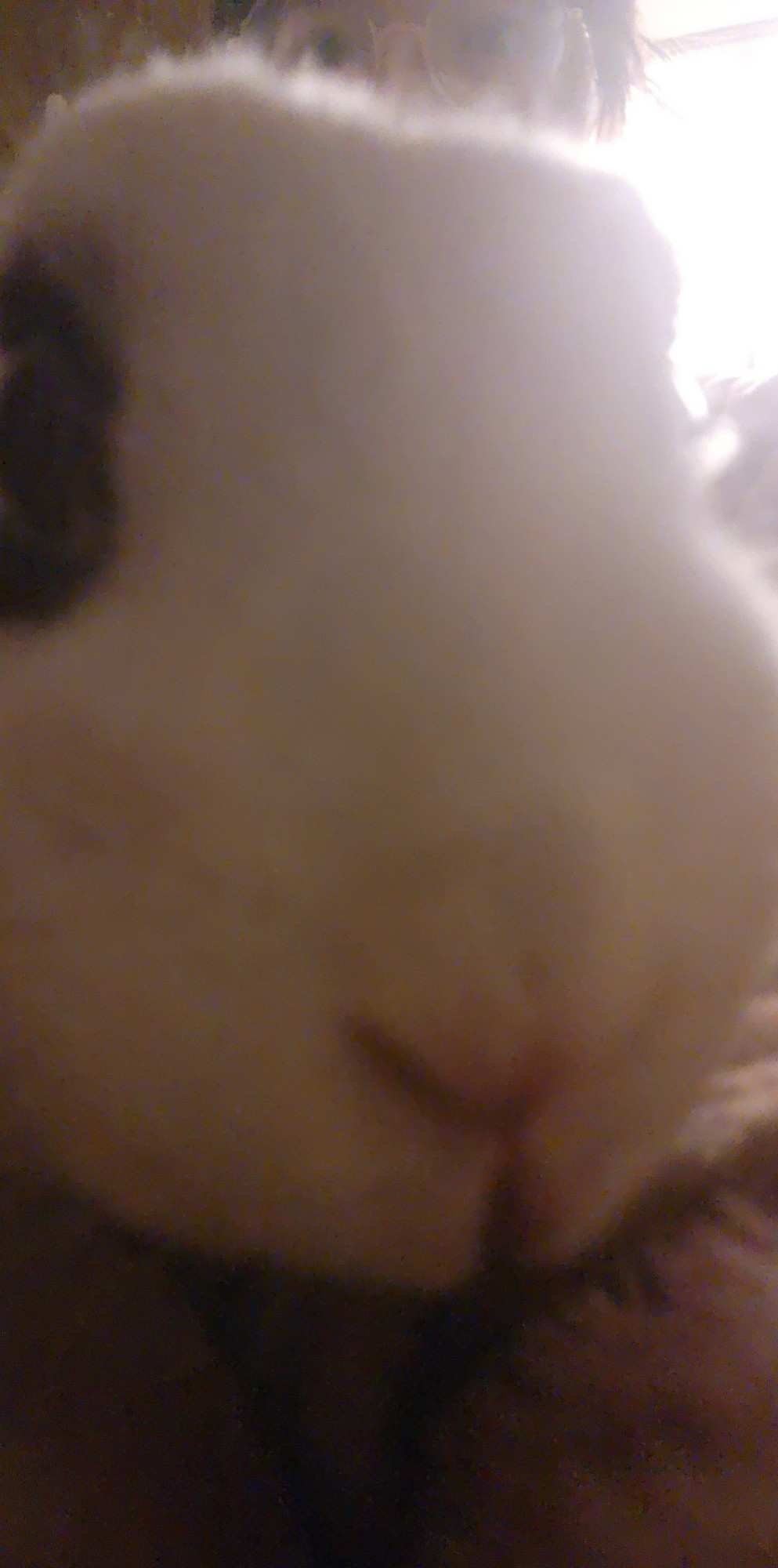 Blurry photo of nose of white bunny with black "eyeliner"markings